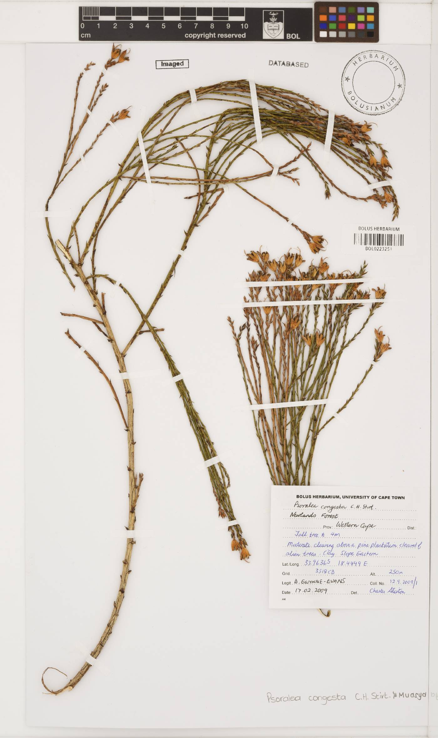 Psoralea congesta image