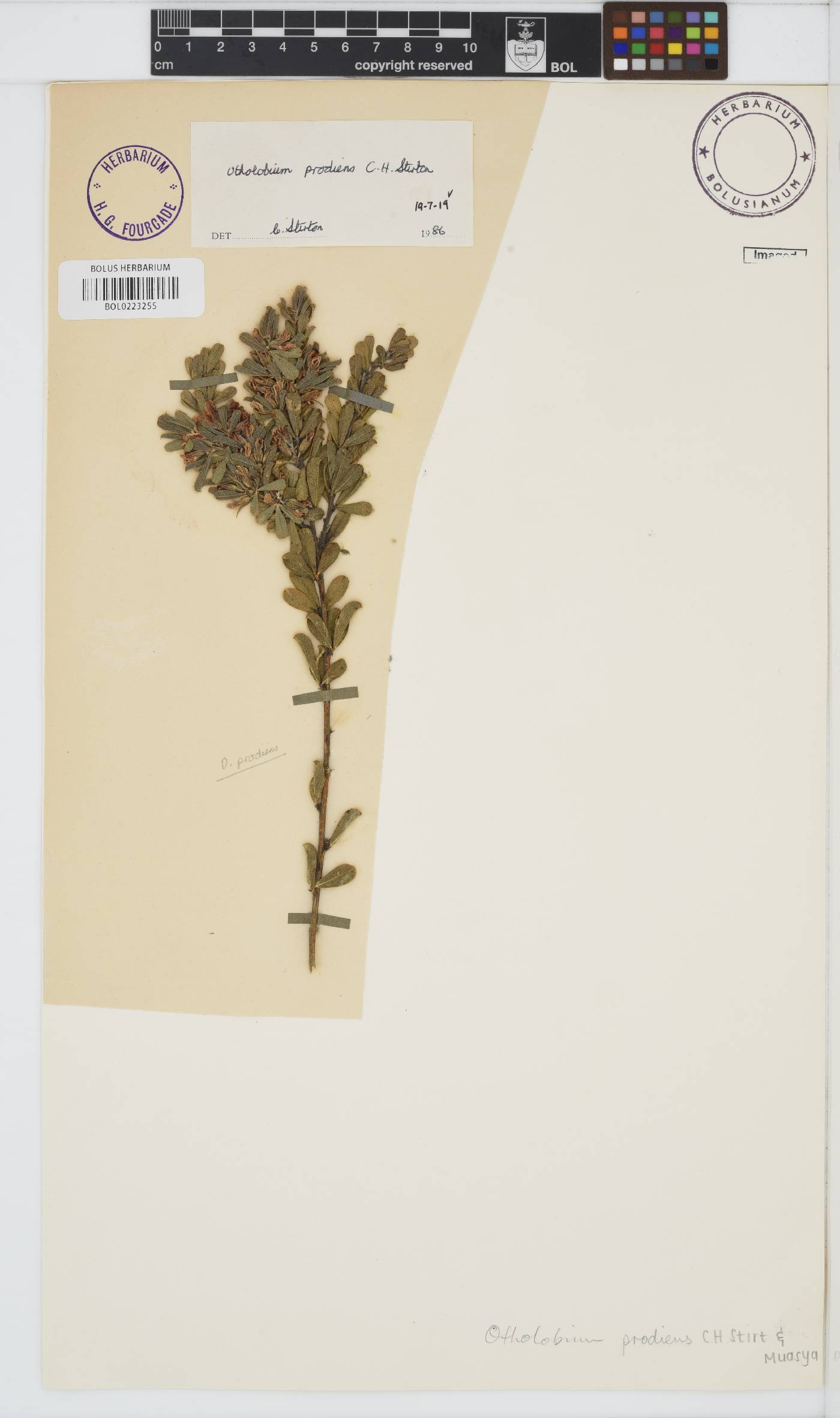 Otholobium prodiens image