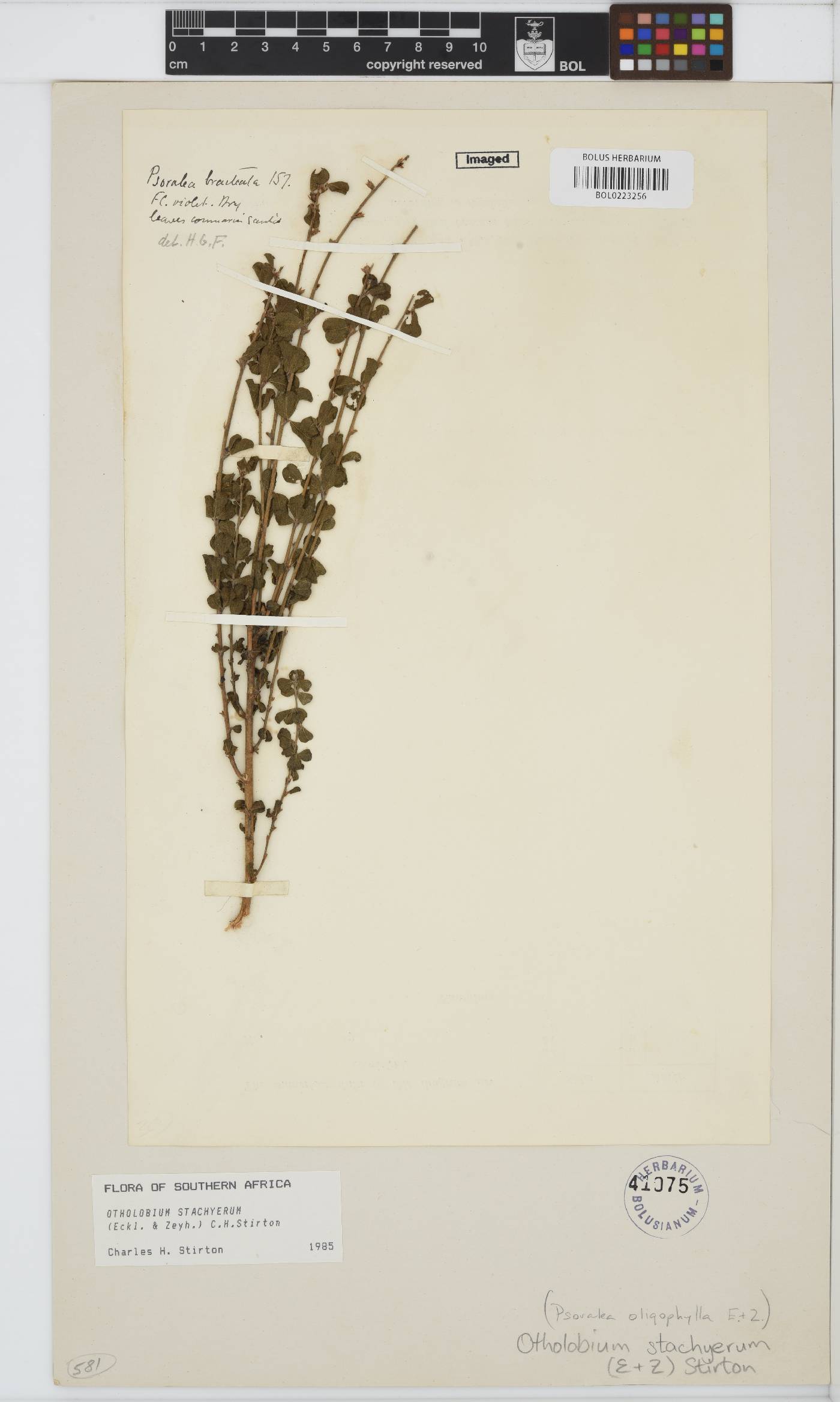 Otholobium stachyerum image