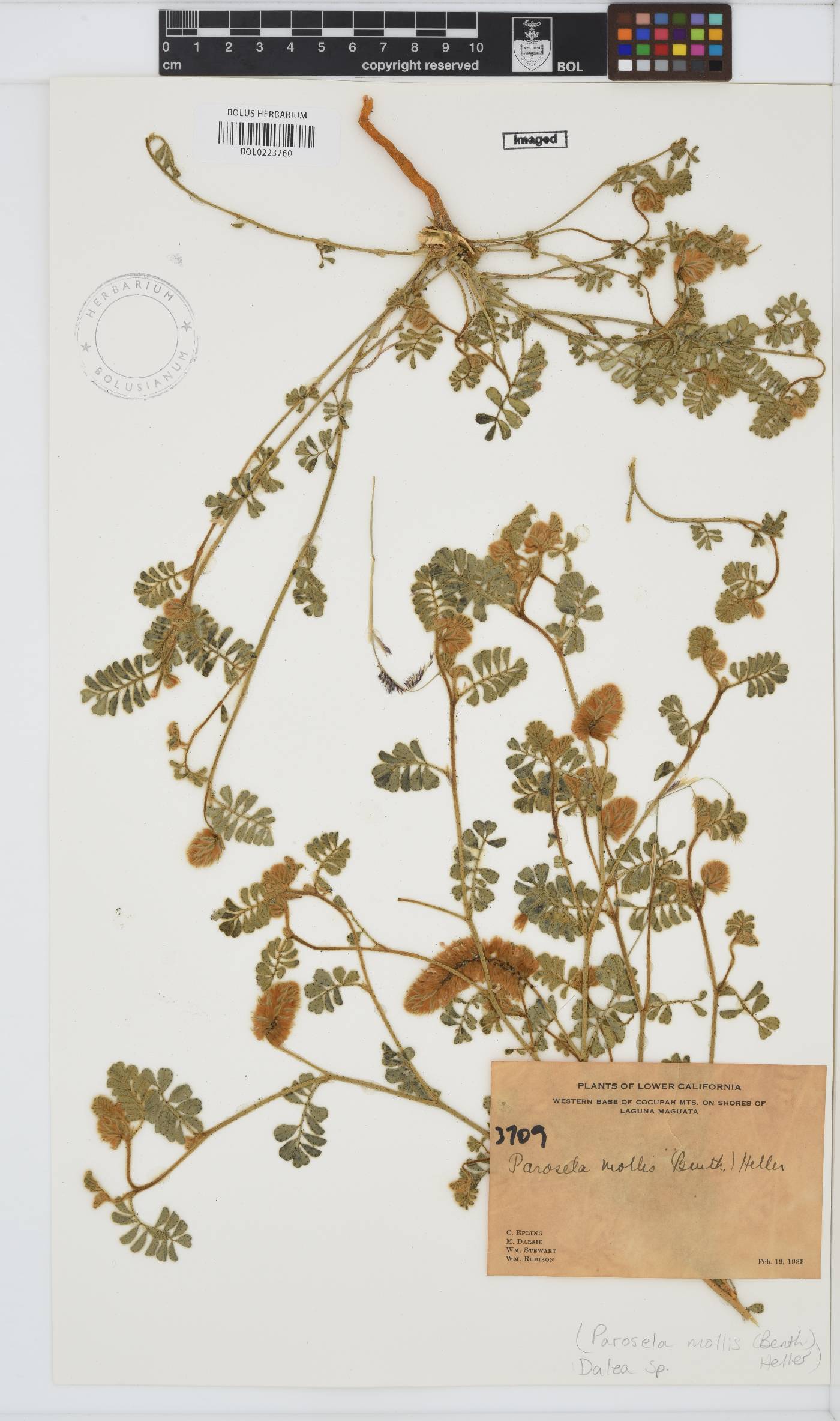 Dalea image