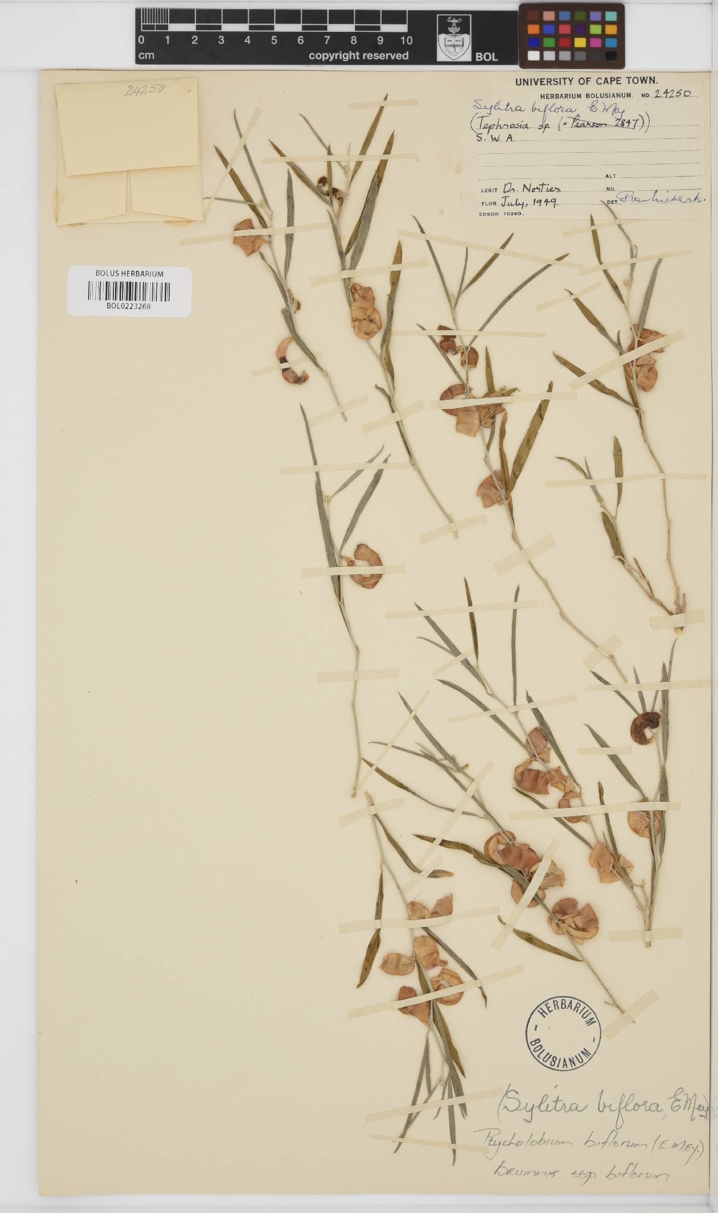 Ptycholobium biflorum subsp. biflorum image