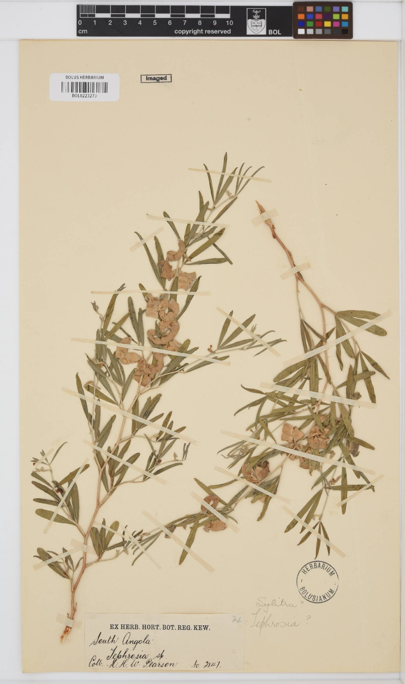Ptycholobium plicatum image