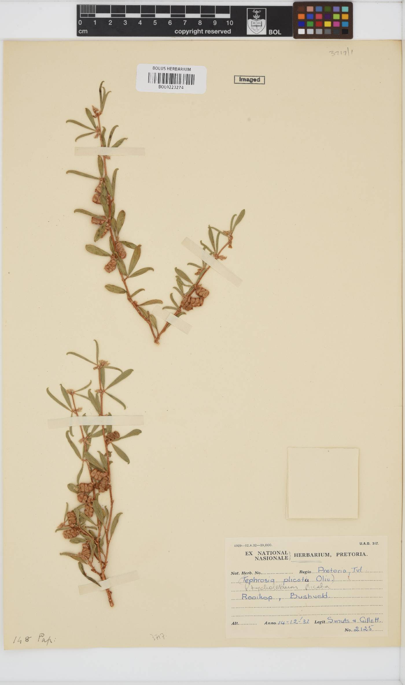 Ptycholobium plicatum image