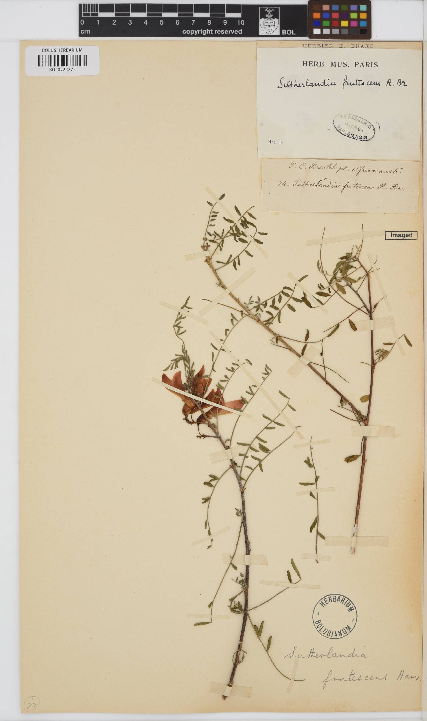 Lessertia frutescens subsp. frutescens image