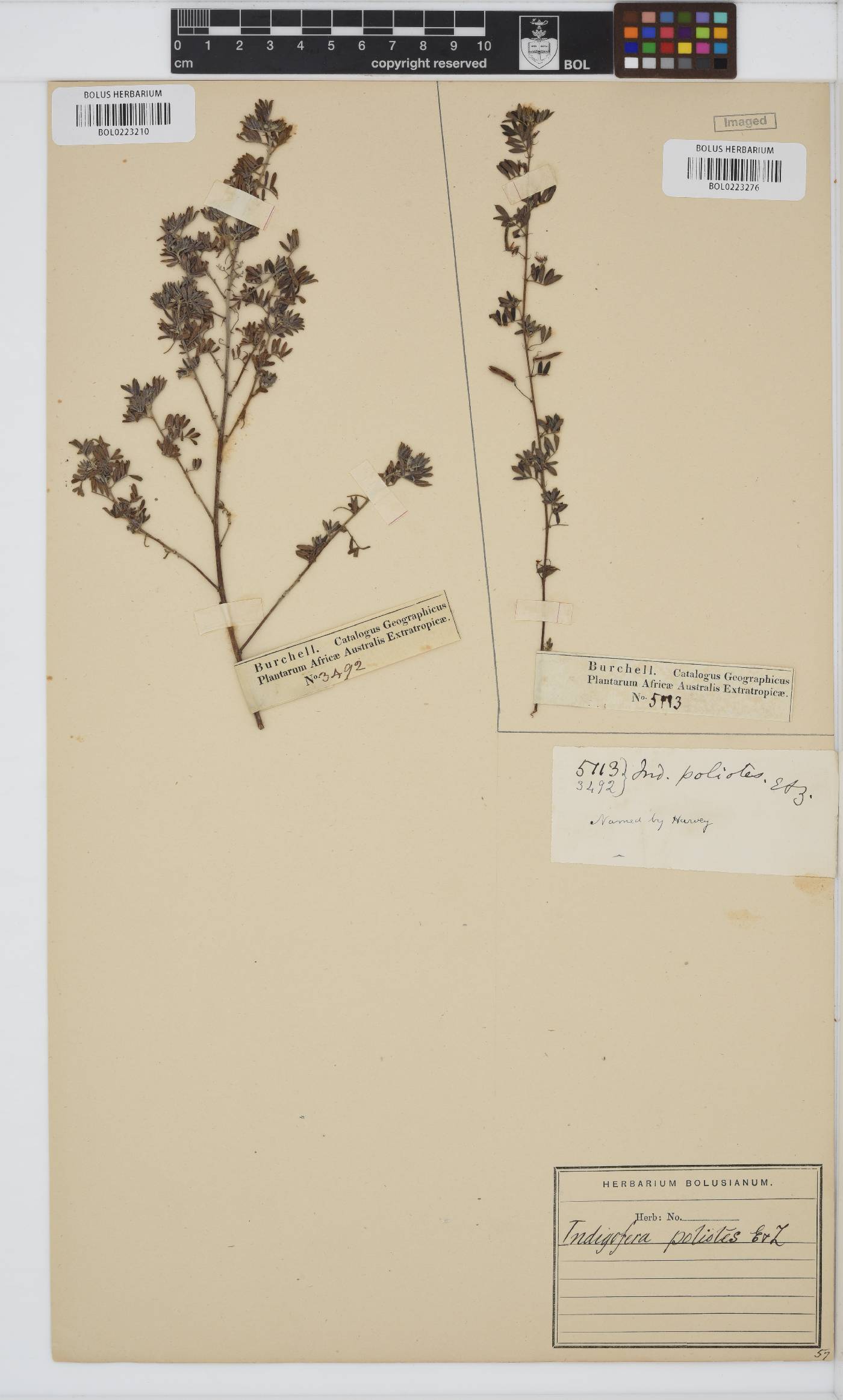 Indigofera poliotes image