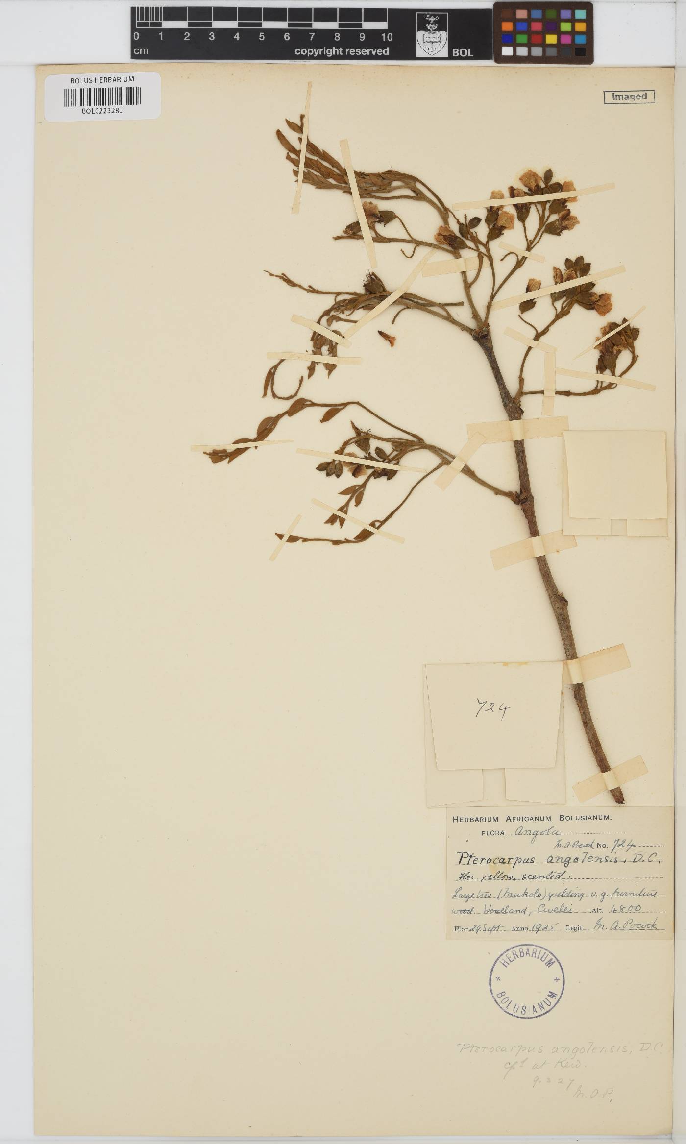 Pterocarpus angolensis image