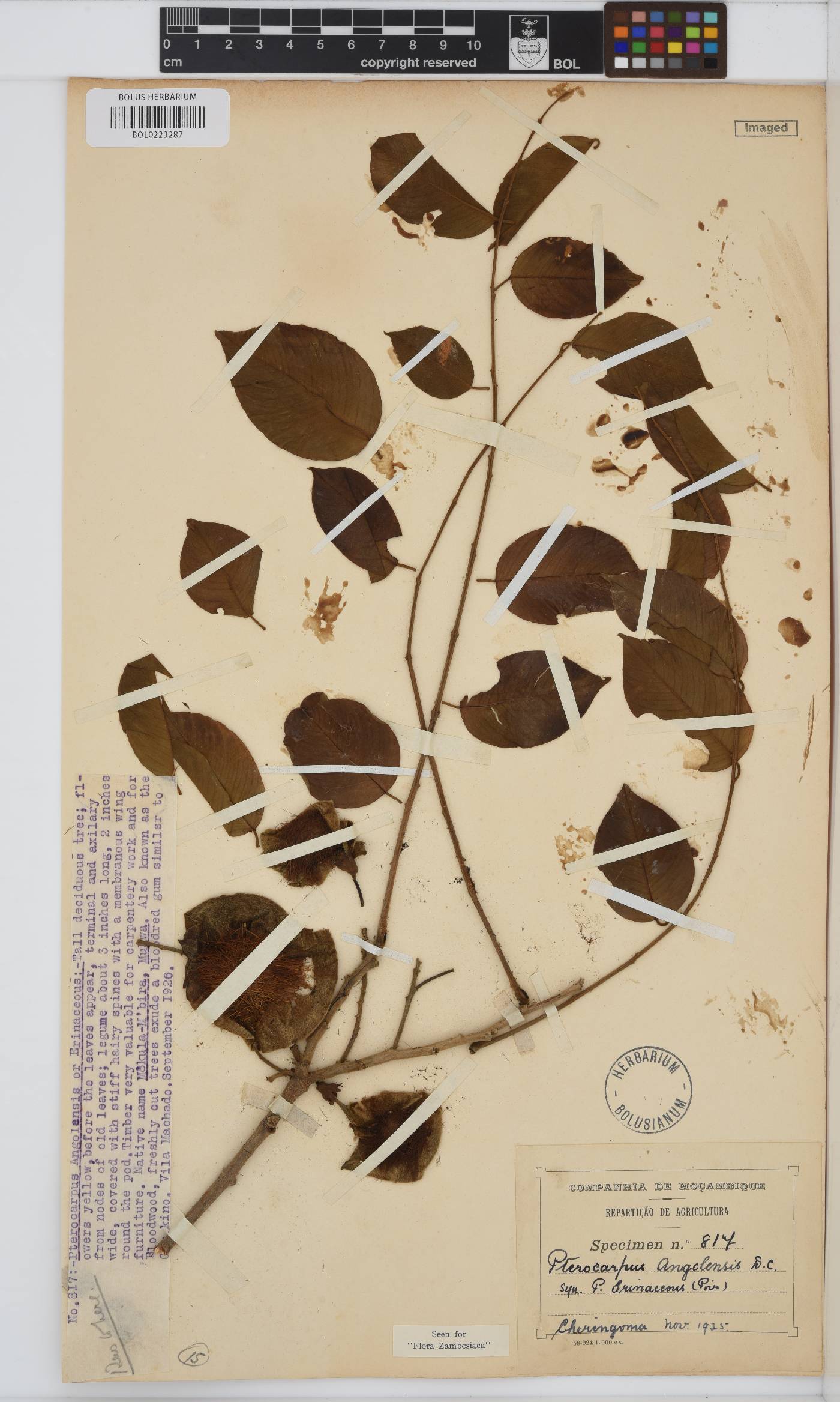 Pterocarpus angolensis image
