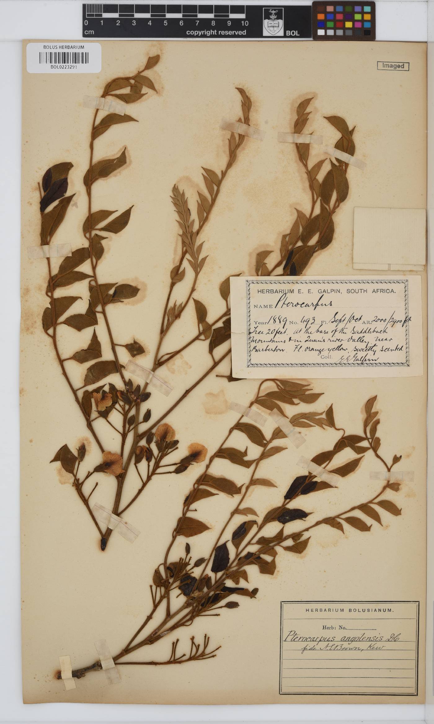 Pterocarpus angolensis image