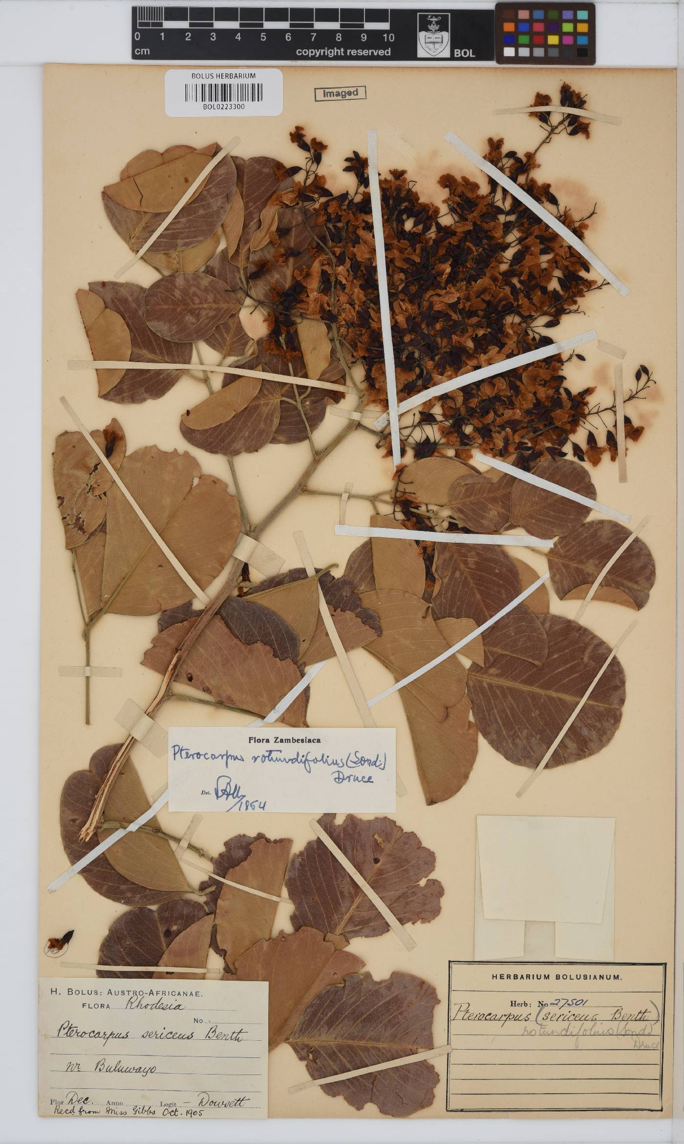 Pterocarpus rotundifolius image