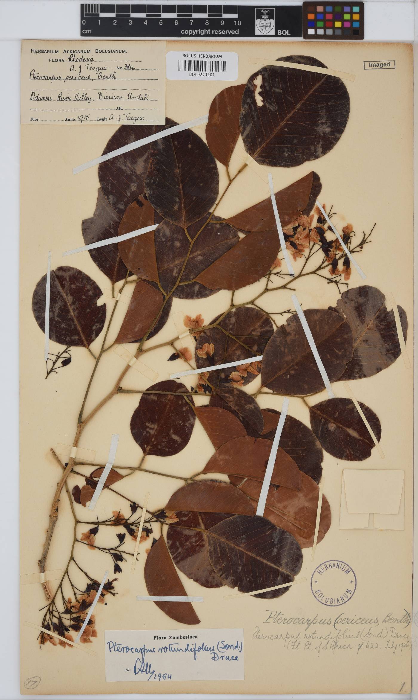 Pterocarpus rotundifolius image