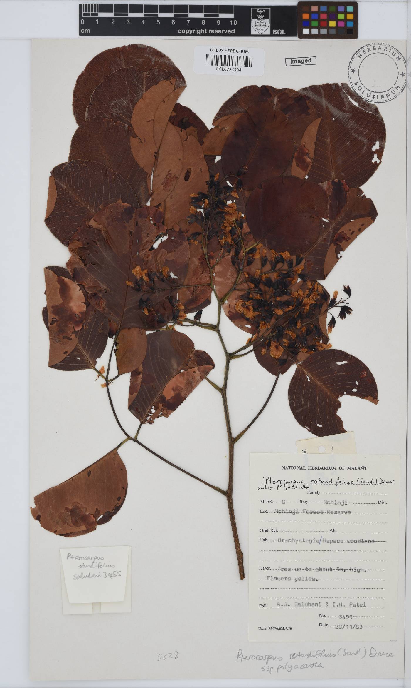 Pterocarpus image