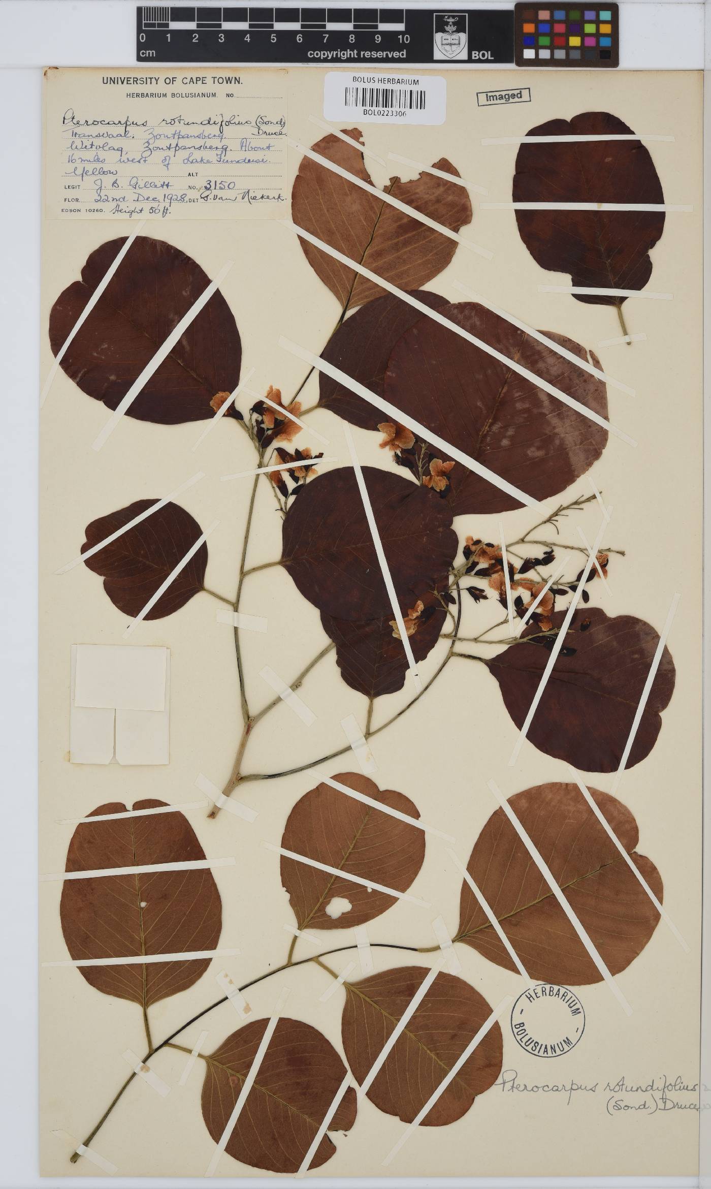 Pterocarpus image