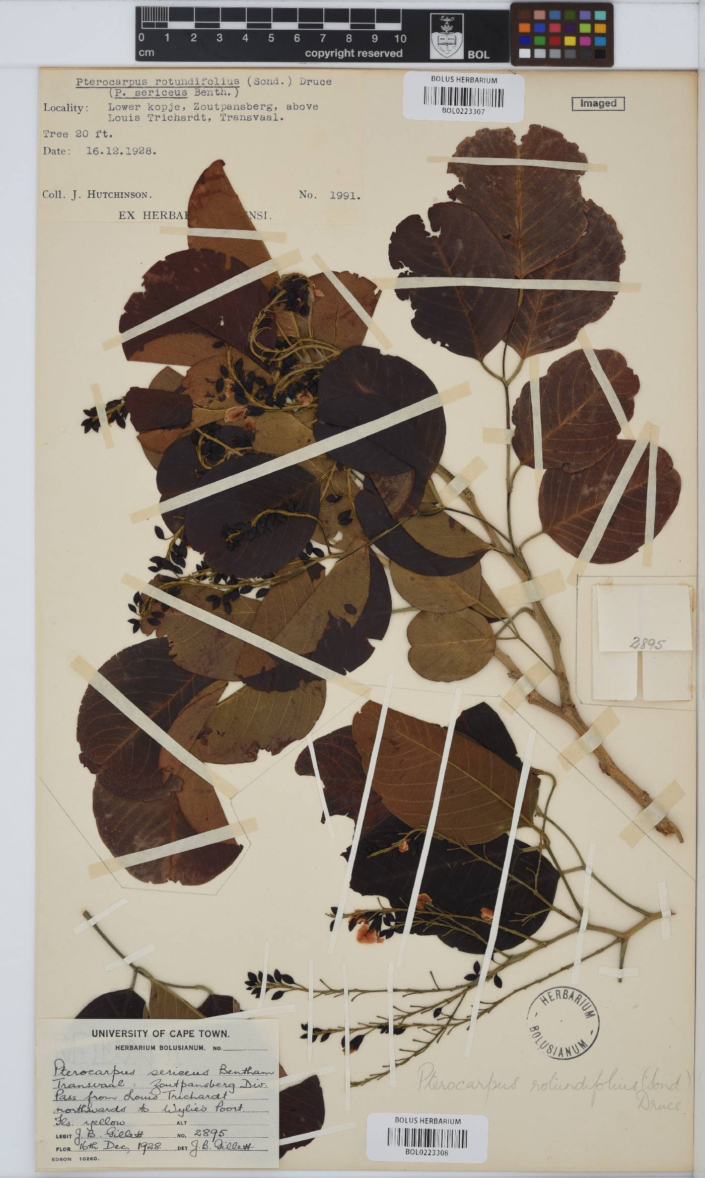 Pterocarpus rotundifolius image