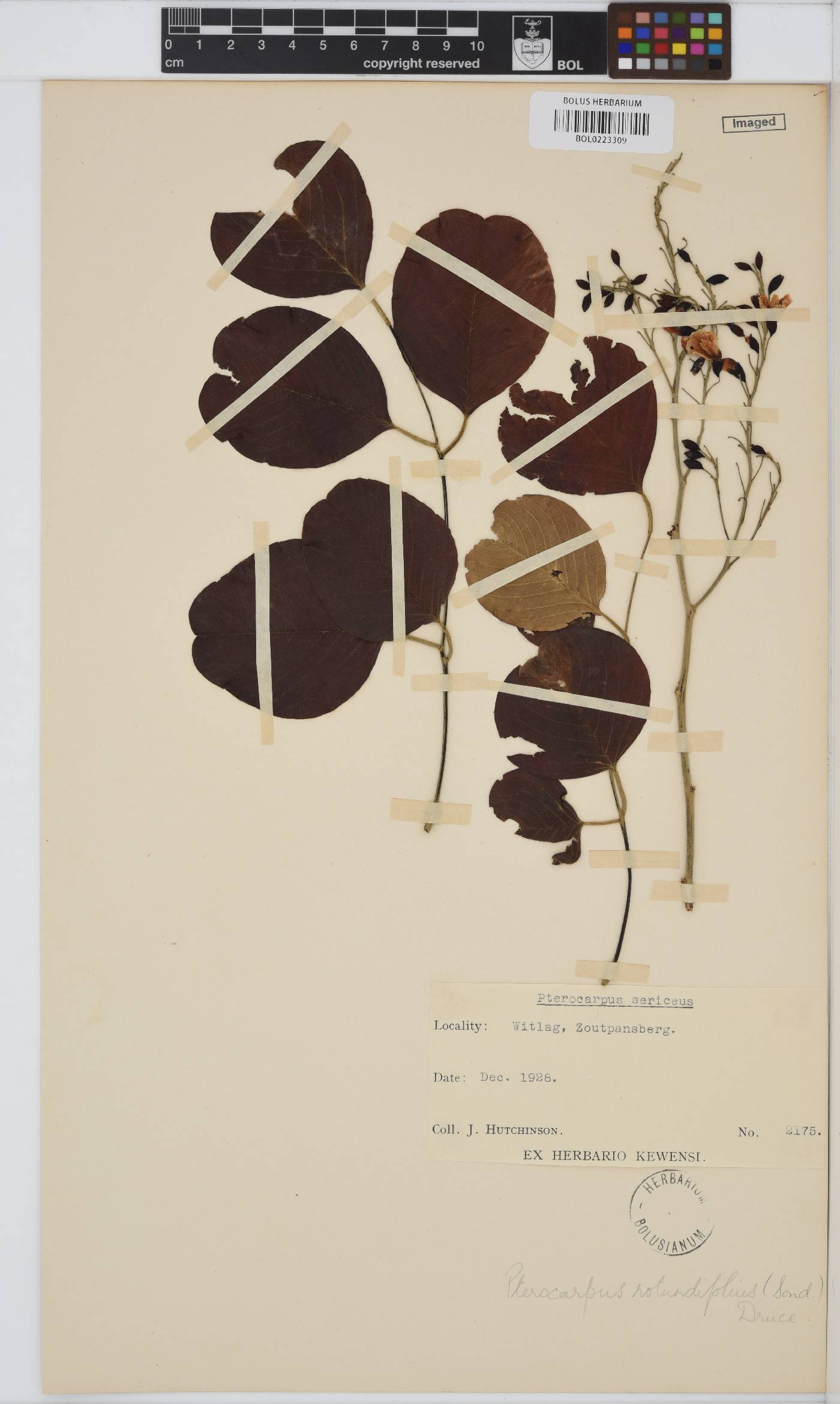 Pterocarpus rotundifolius image