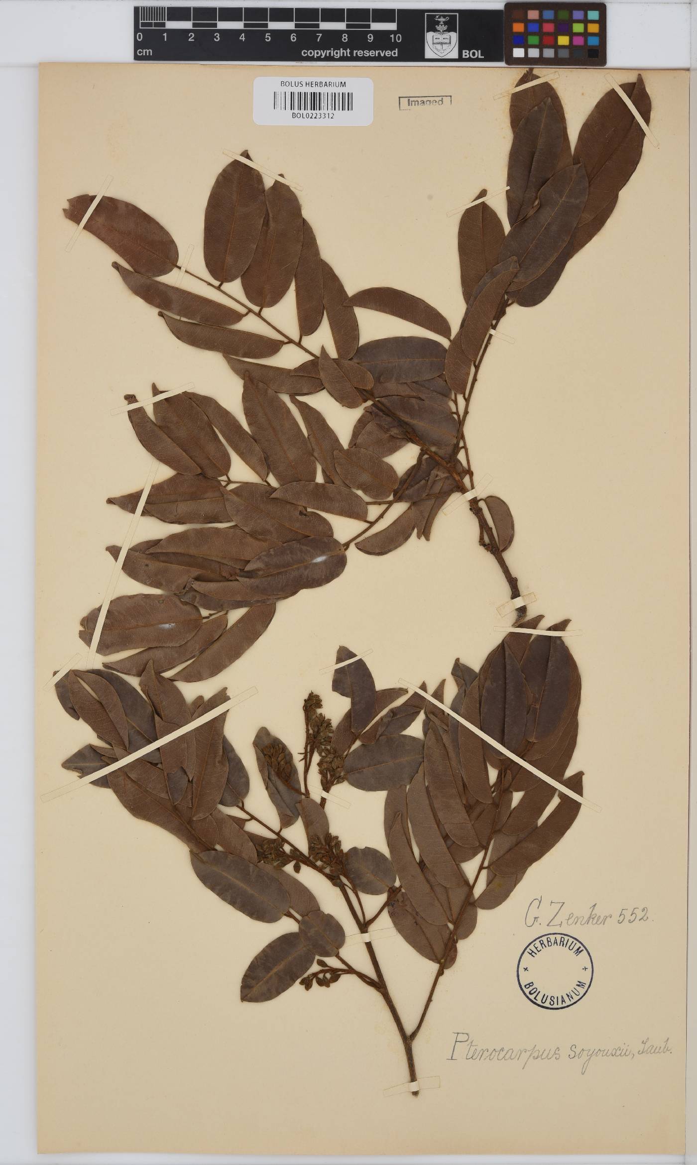 Pterocarpus soyauxii image