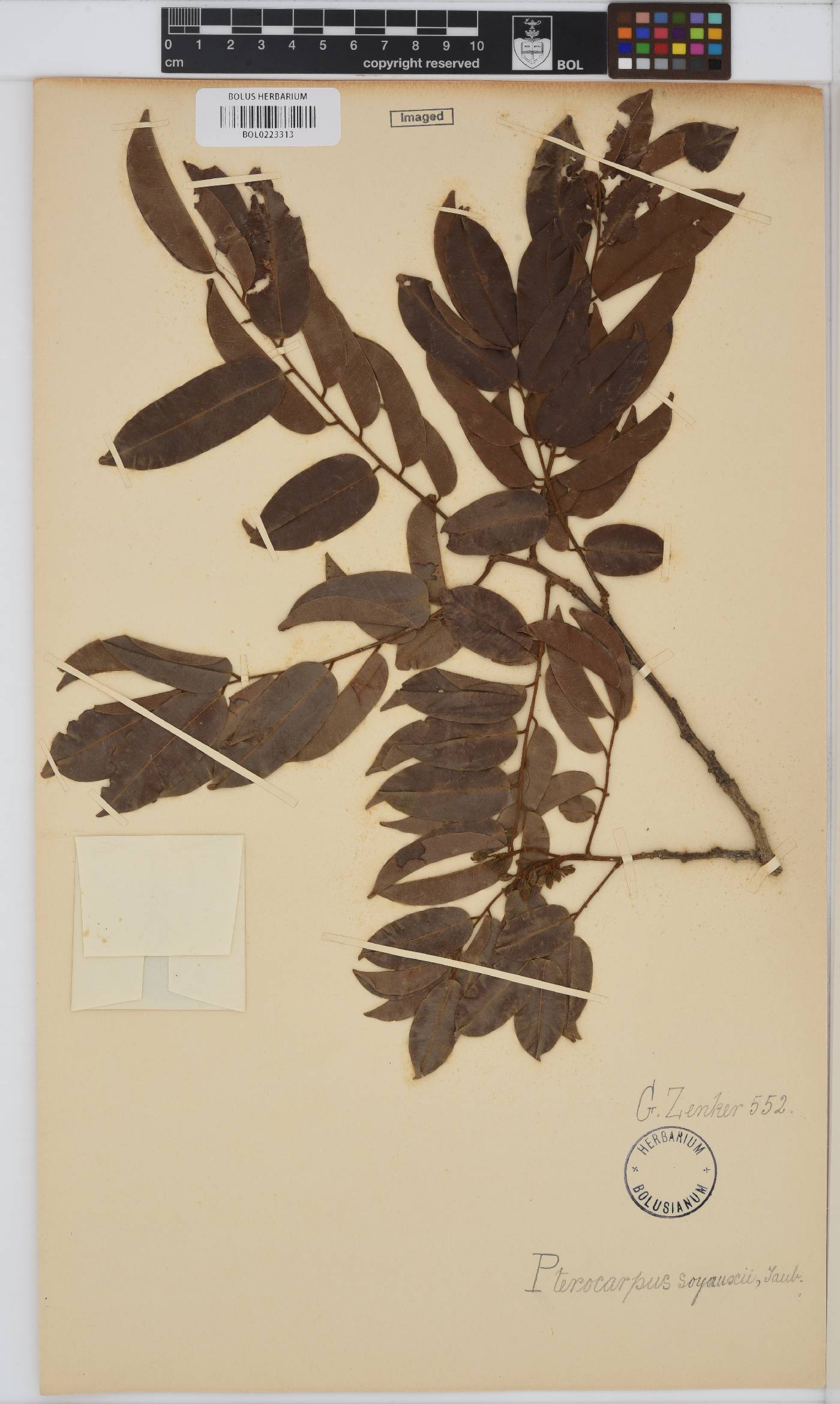 Pterocarpus image