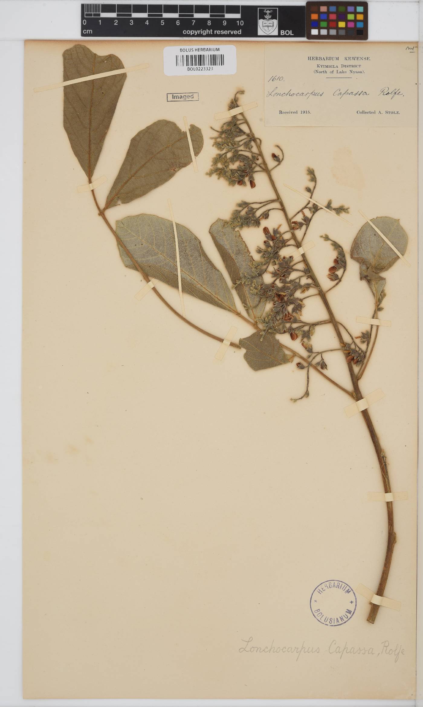 Philenoptera image