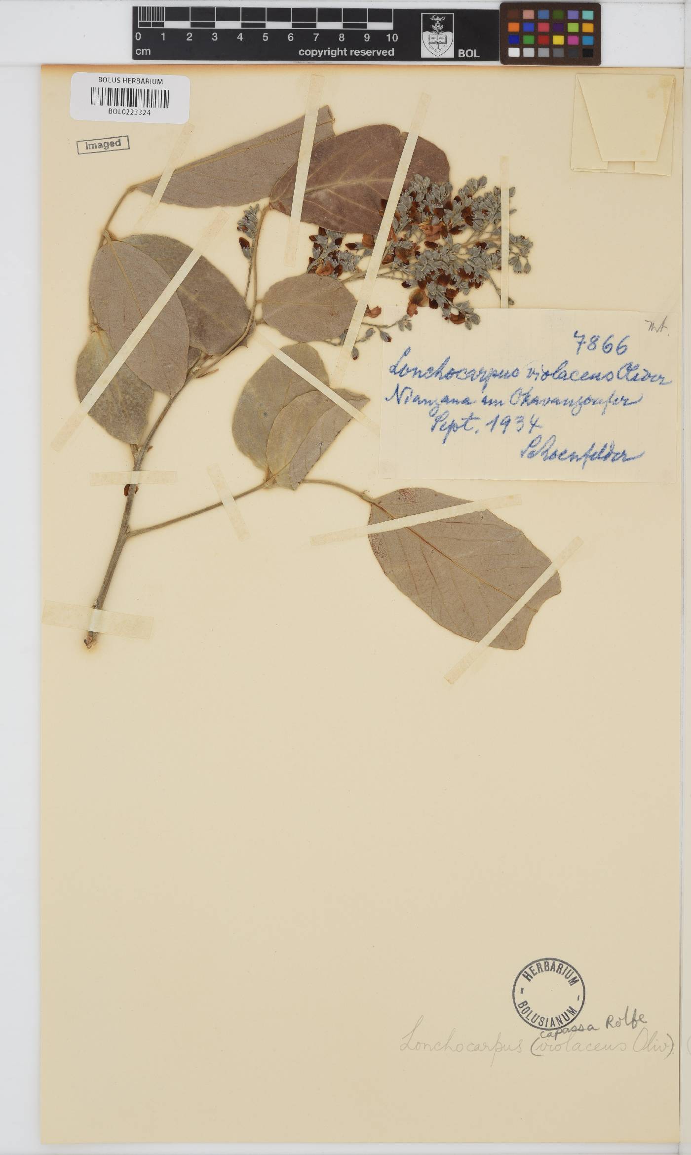 Philenoptera violacea image