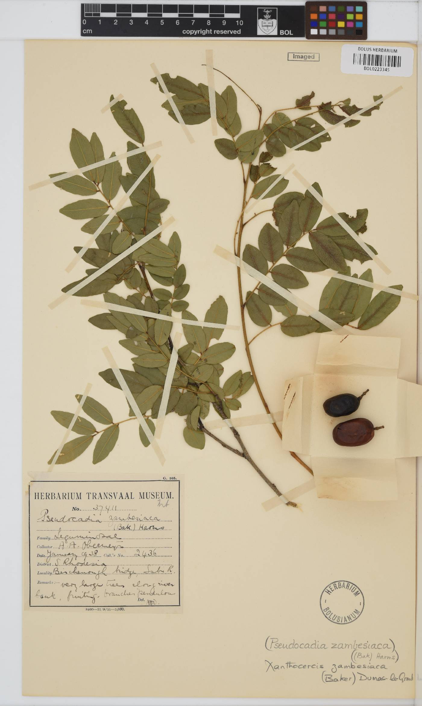 Xanthocercis zambesiaca image