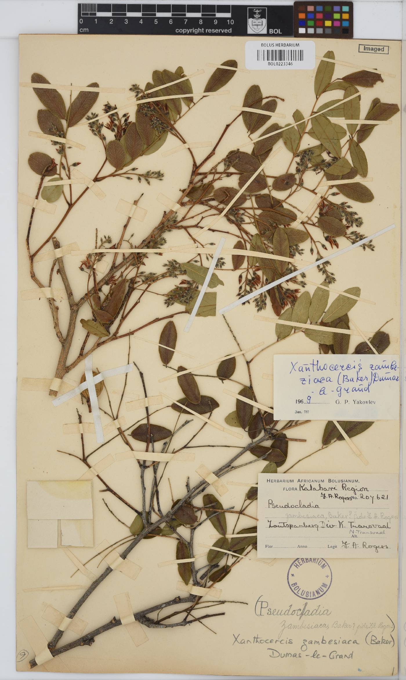 Xanthocercis image
