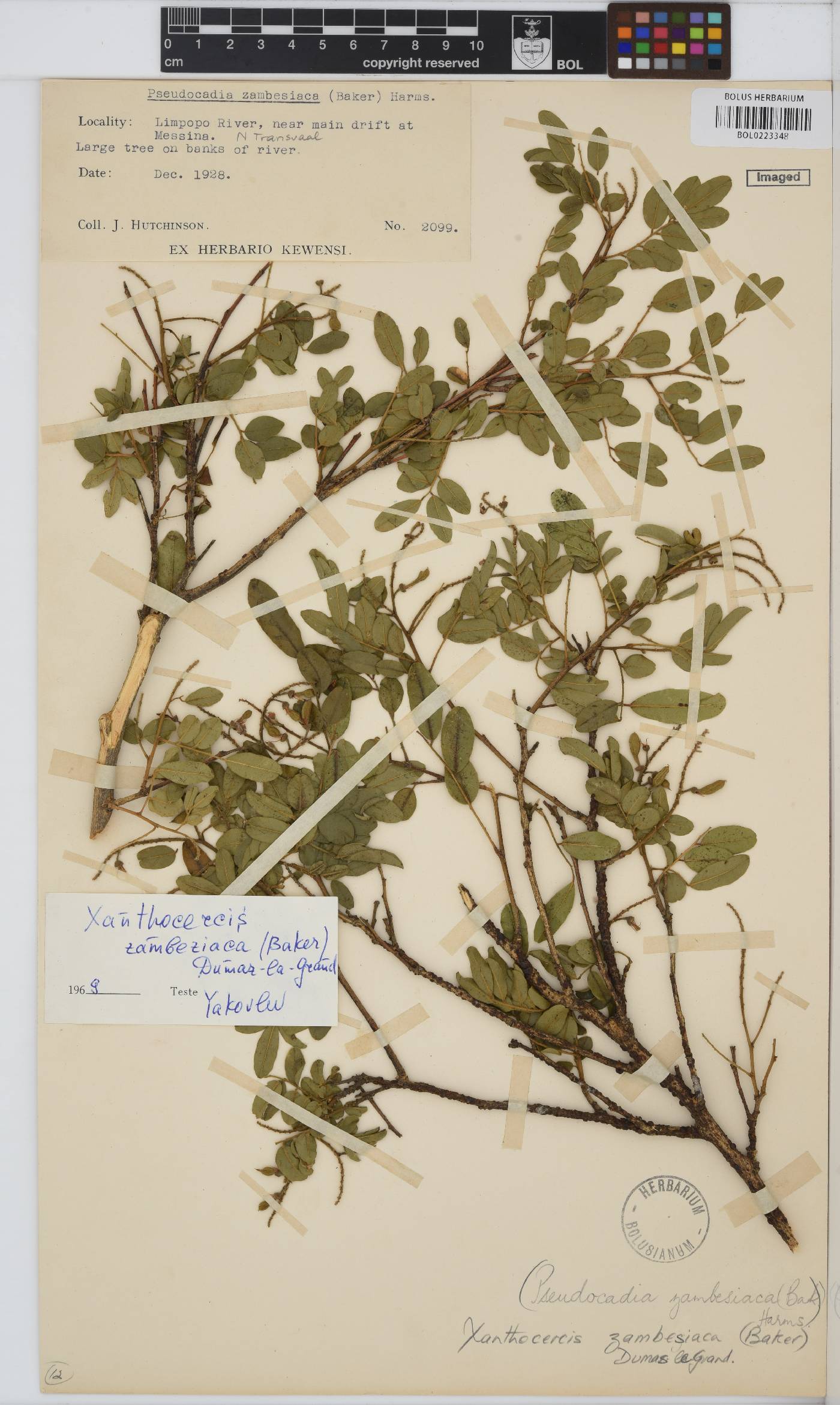 Xanthocercis zambesiaca image