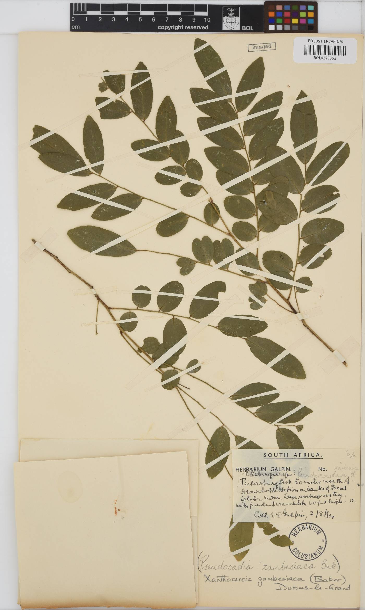 Xanthocercis zambesiaca image