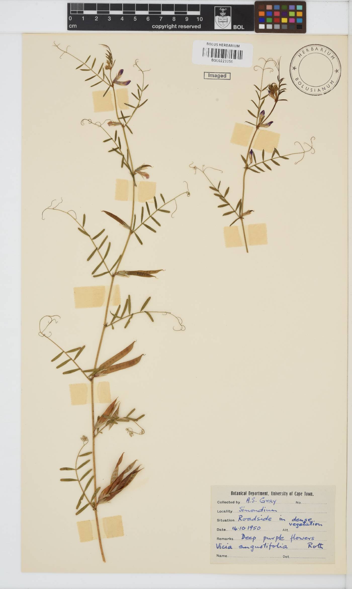 Vicia sativa subsp. nigra image