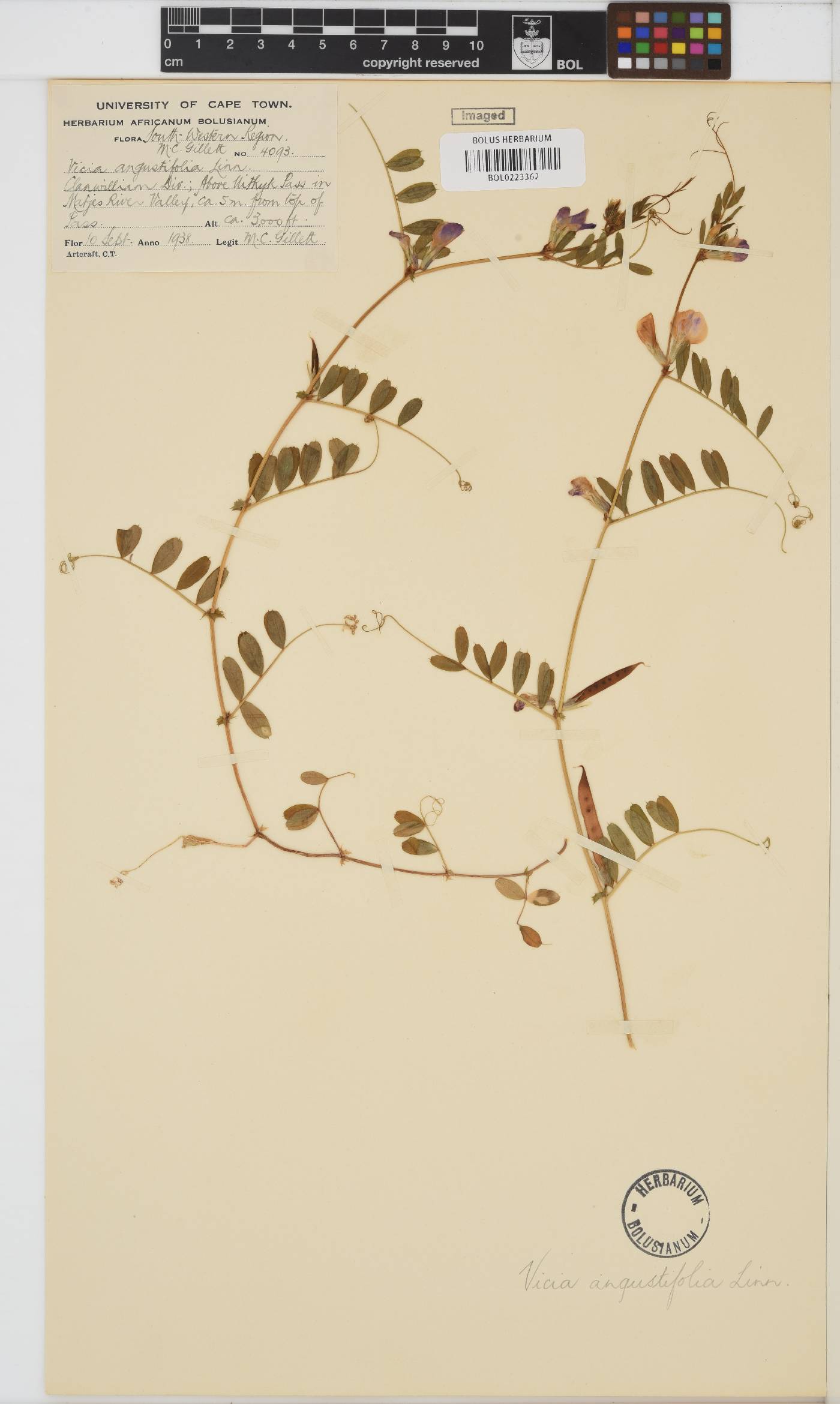Vicia sativa subsp. nigra image