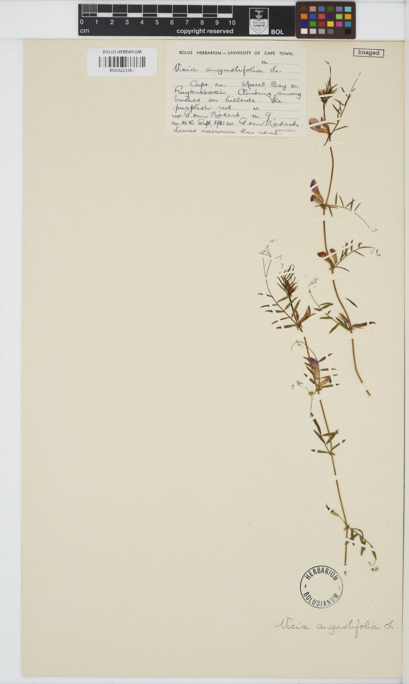 Vicia sativa subsp. nigra image