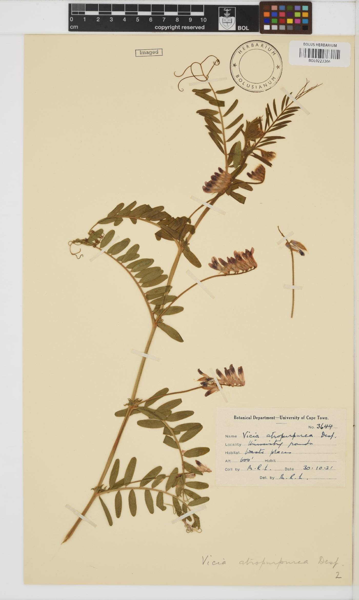 Vicia benghalensis image