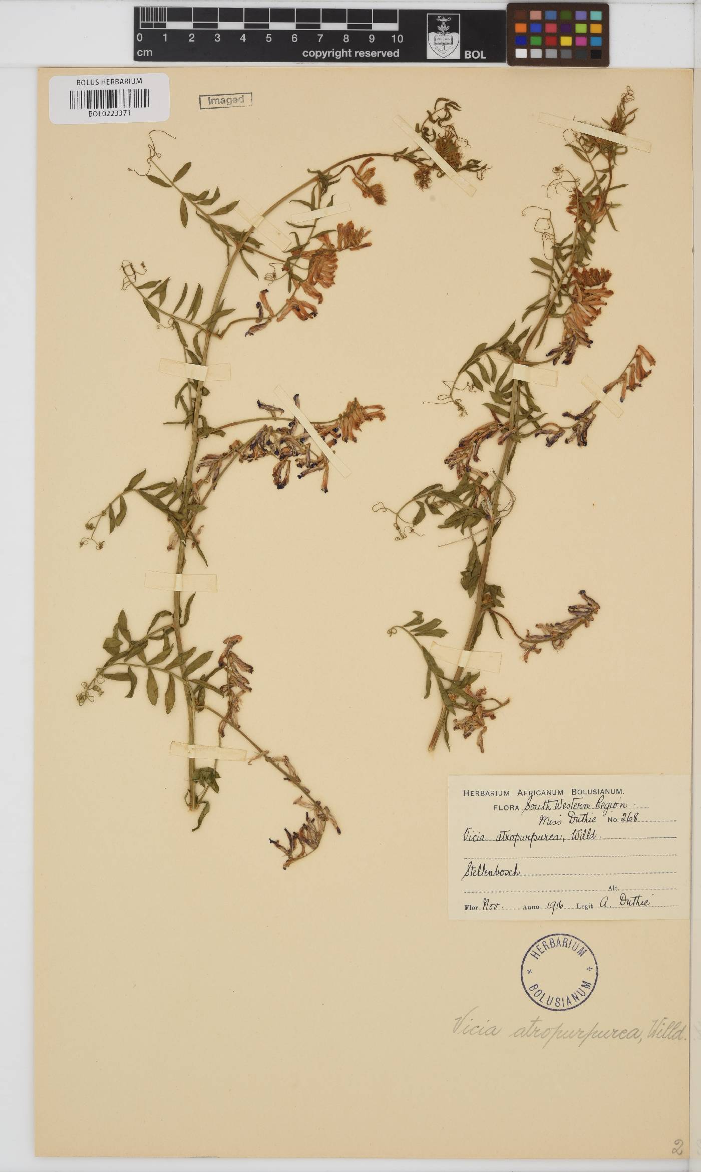 Vicia benghalensis image