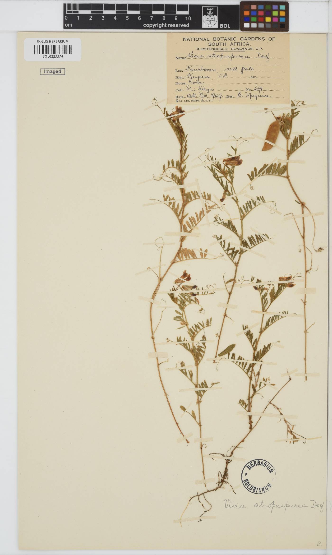 Vicia benghalensis image