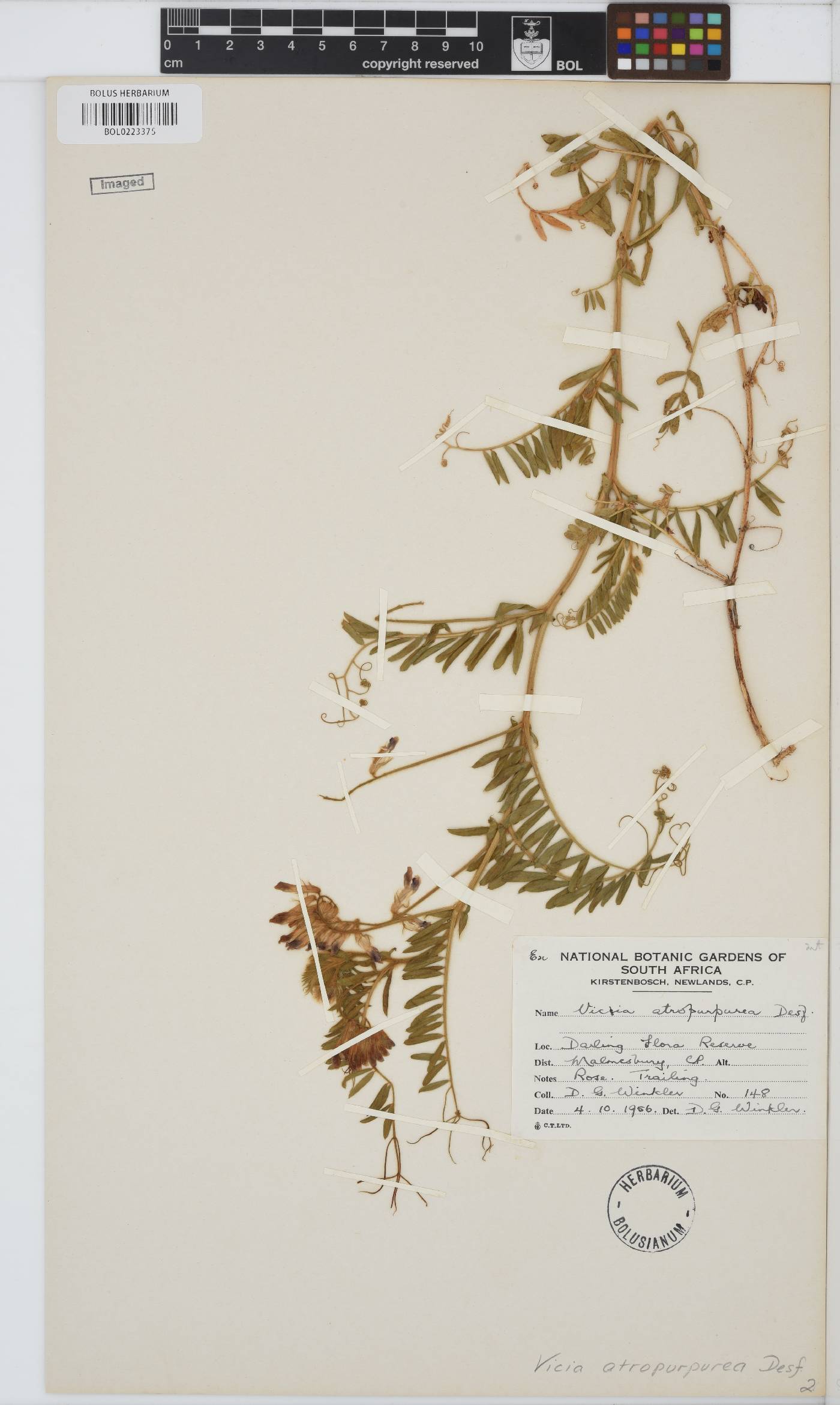 Vicia benghalensis image