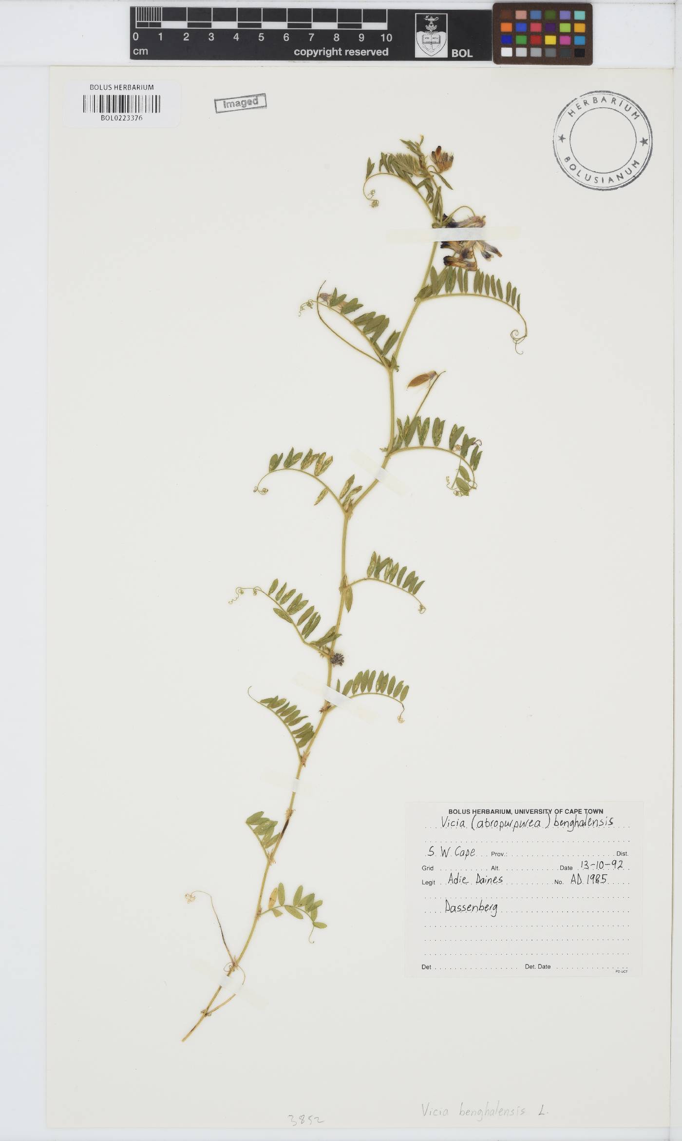 Vicia benghalensis image