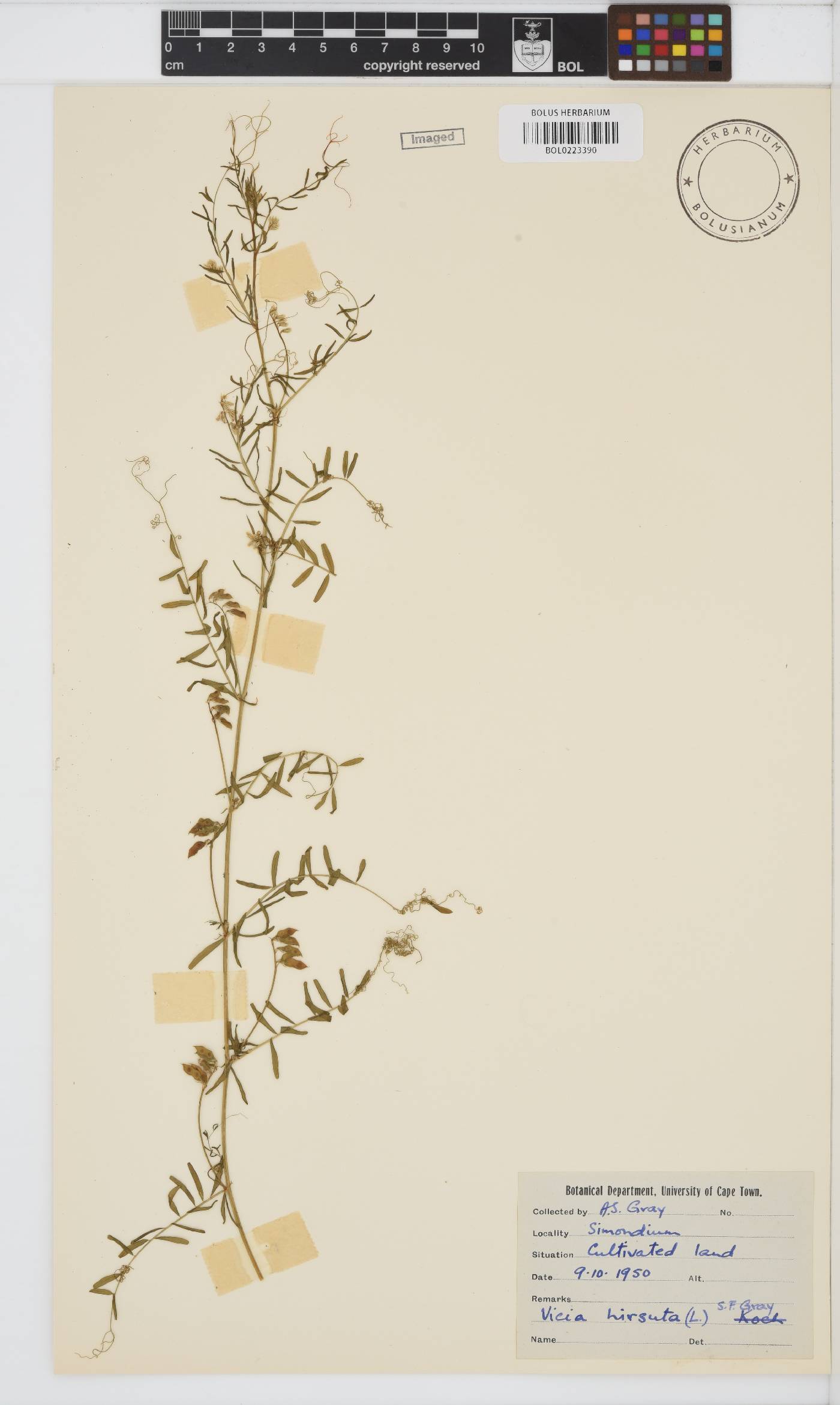 Vicia hirsuta image
