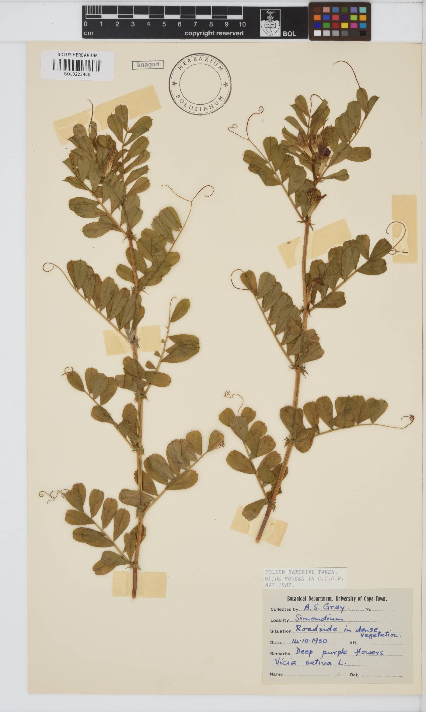 Vicia sativa image
