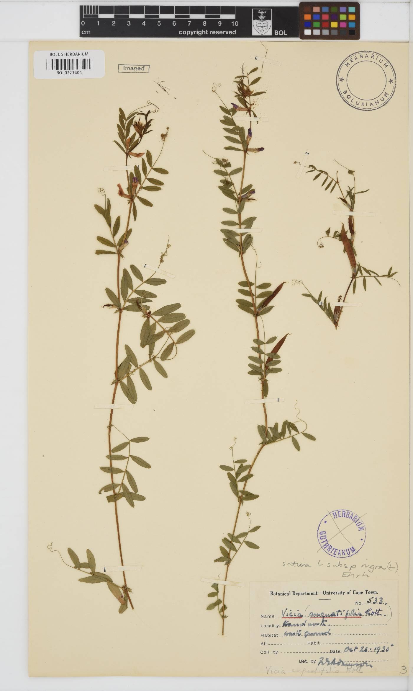 Vicia image