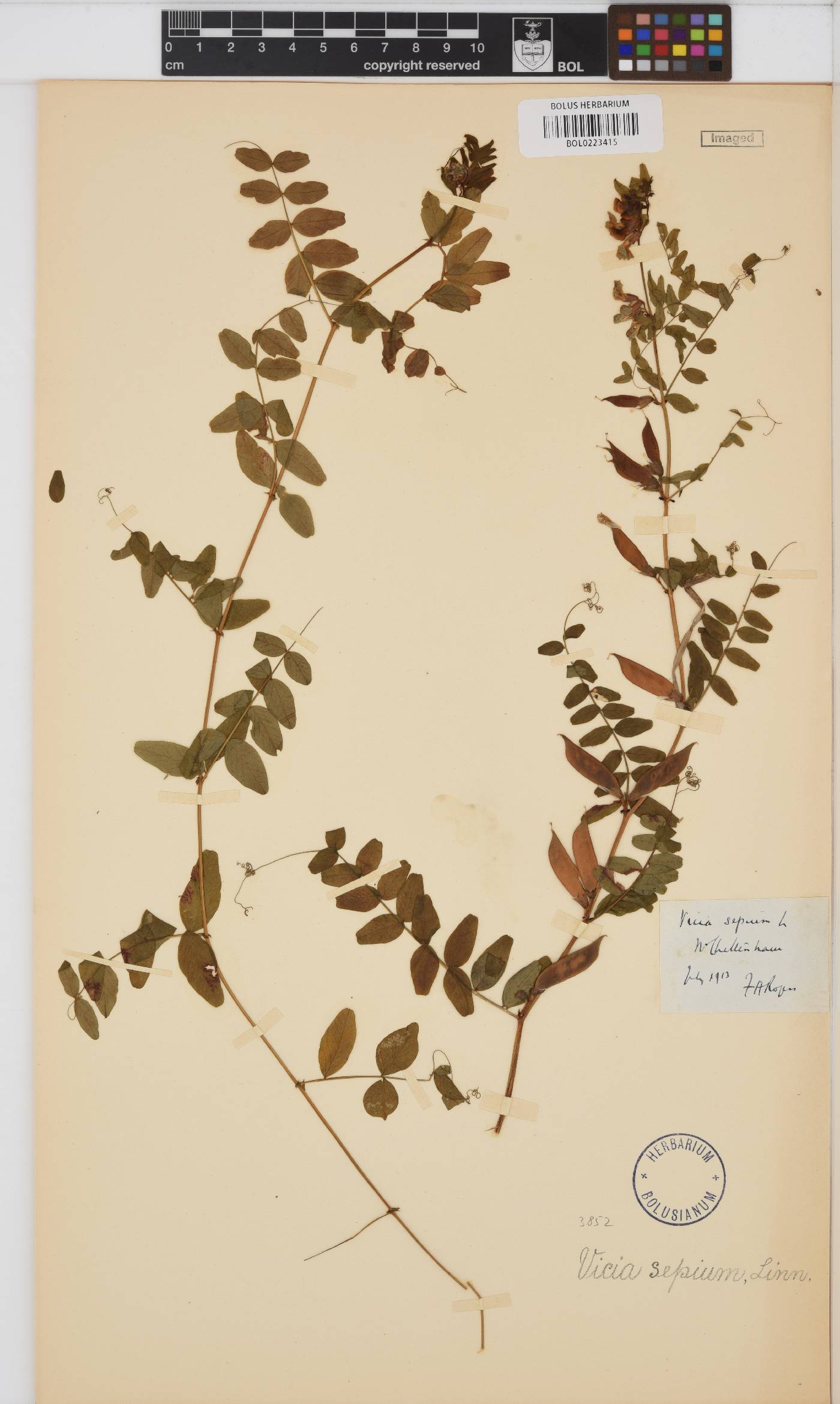 Vicia sepium image