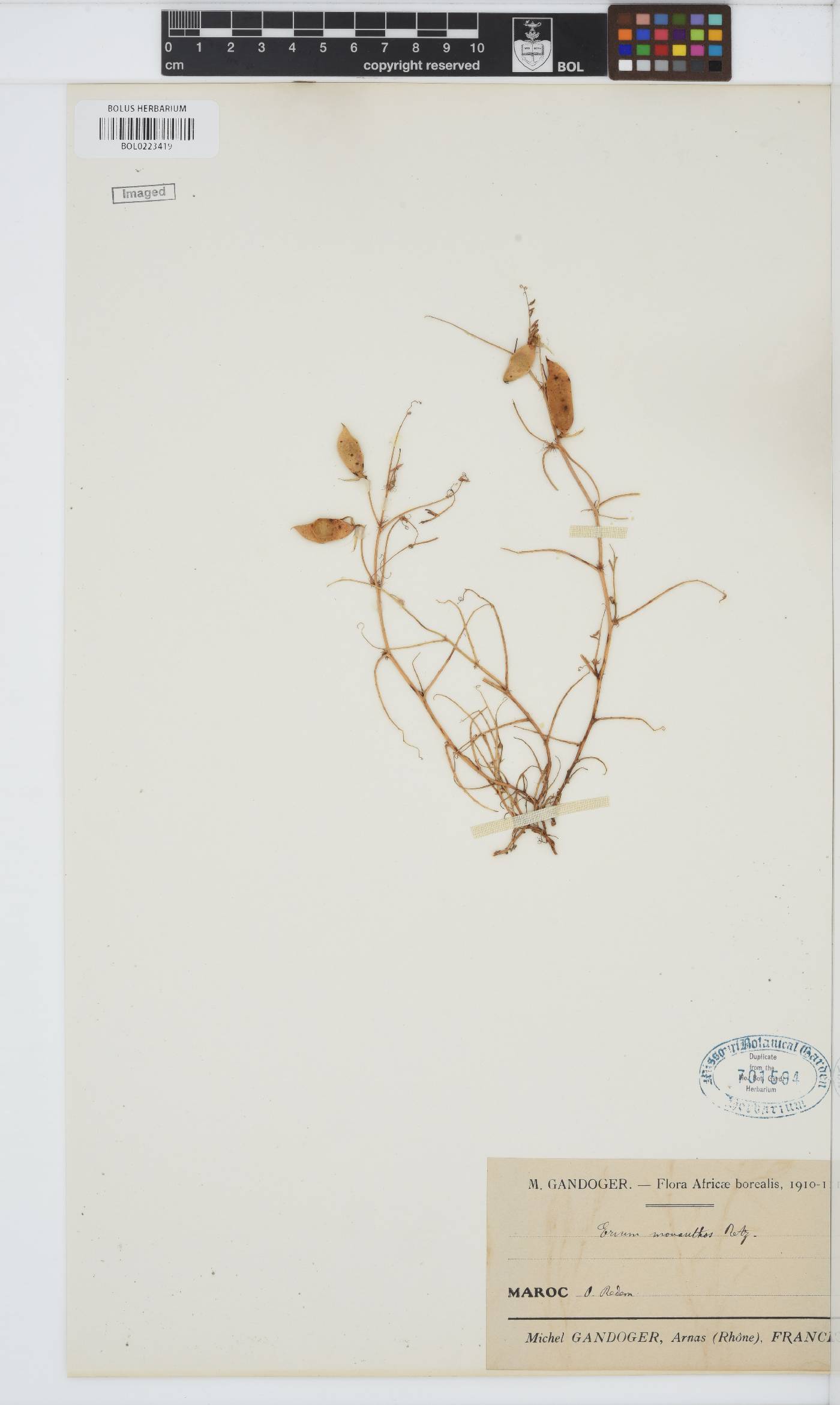 Vicia articulata image