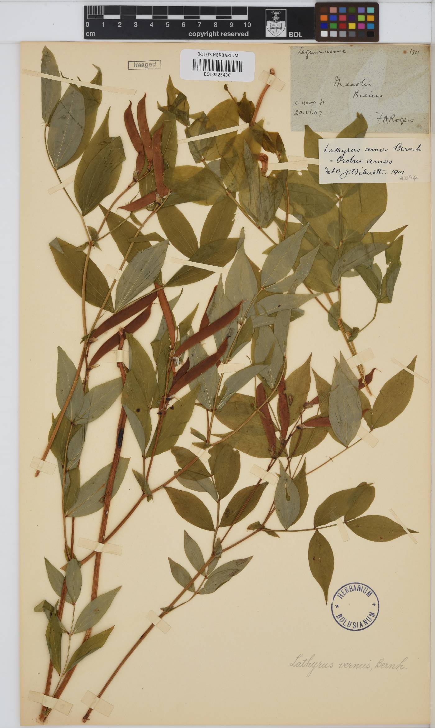 Lathyrus vernus image