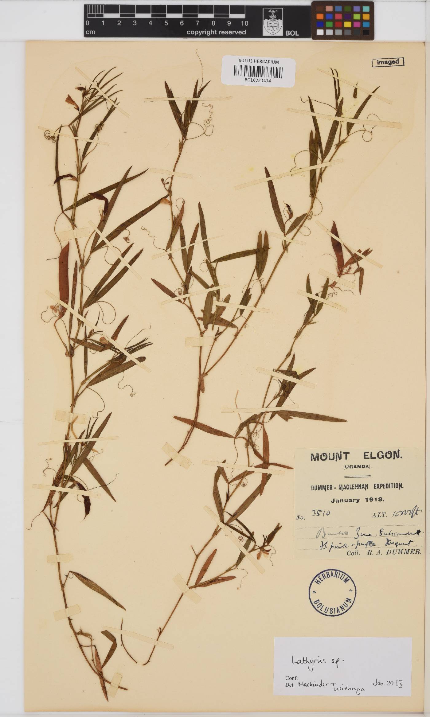 Lathyrus image