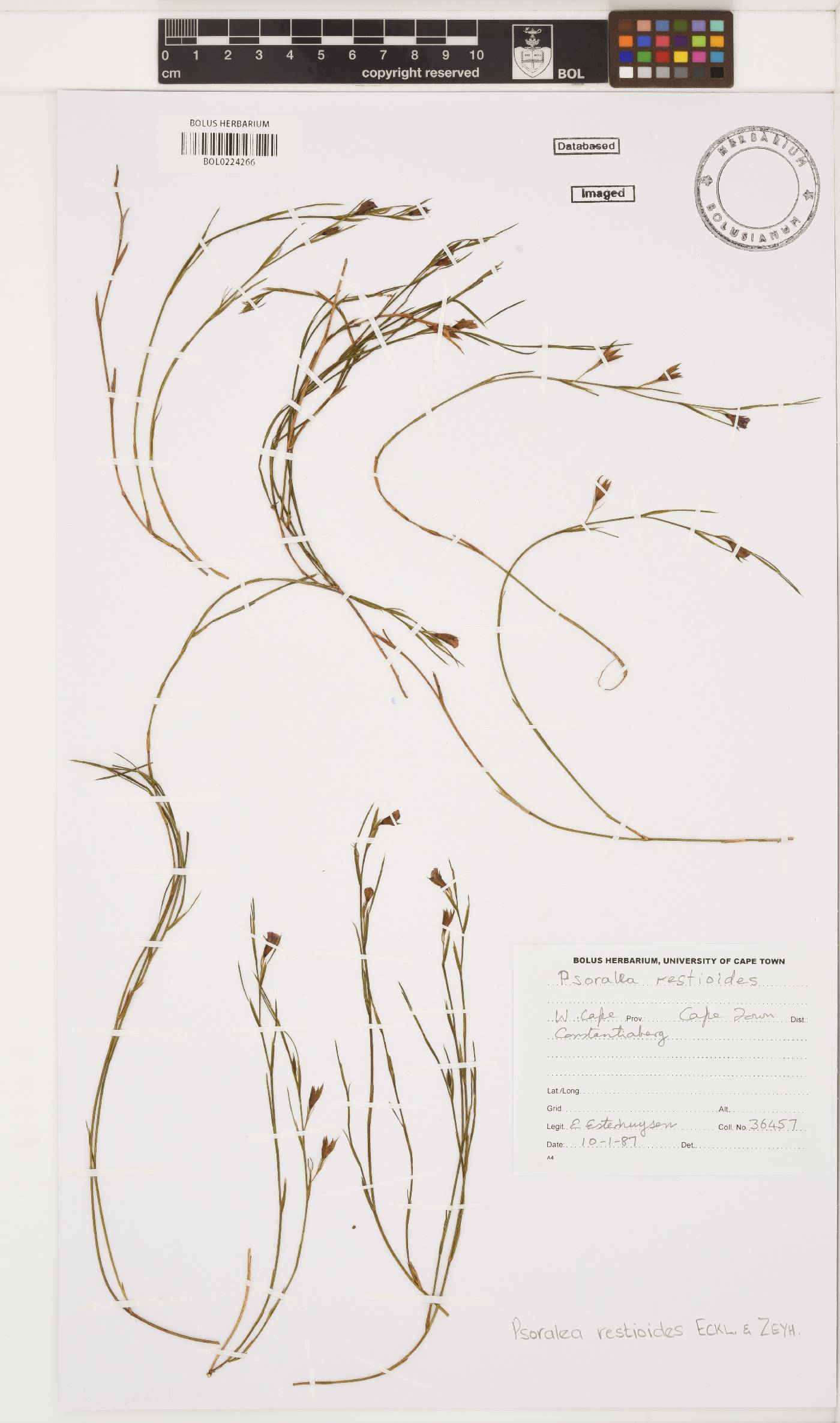 Psoralea restioides image