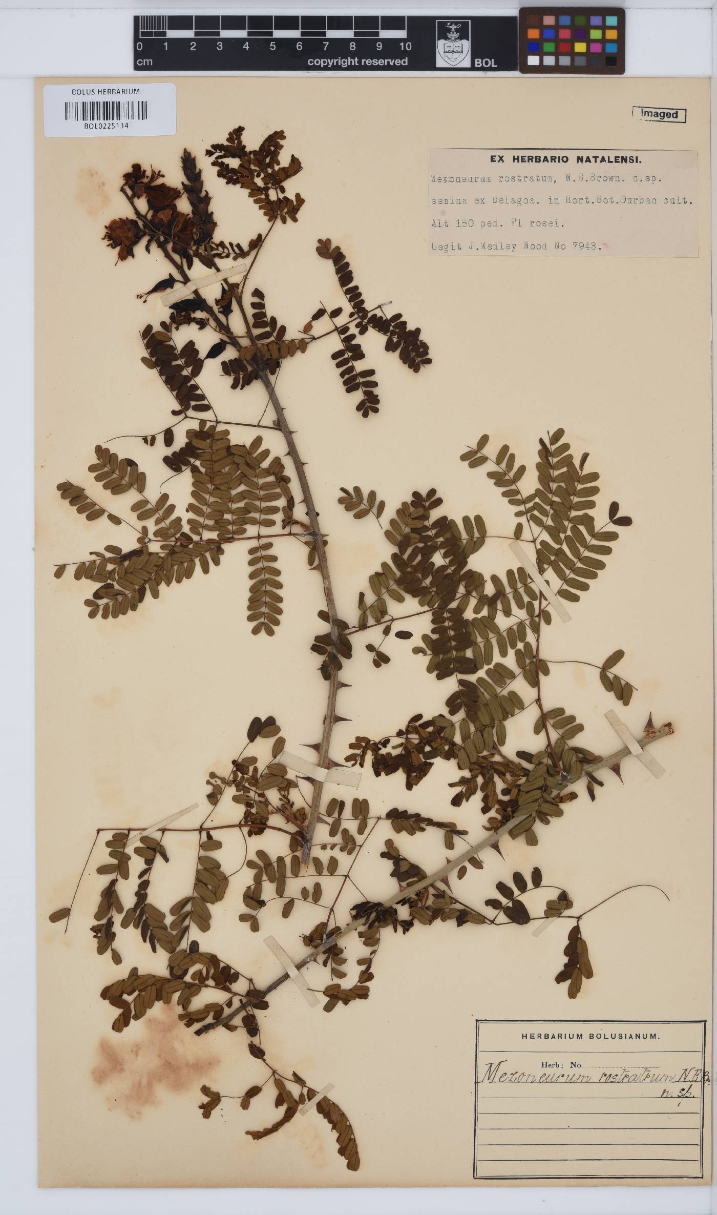 Mezoneuron image