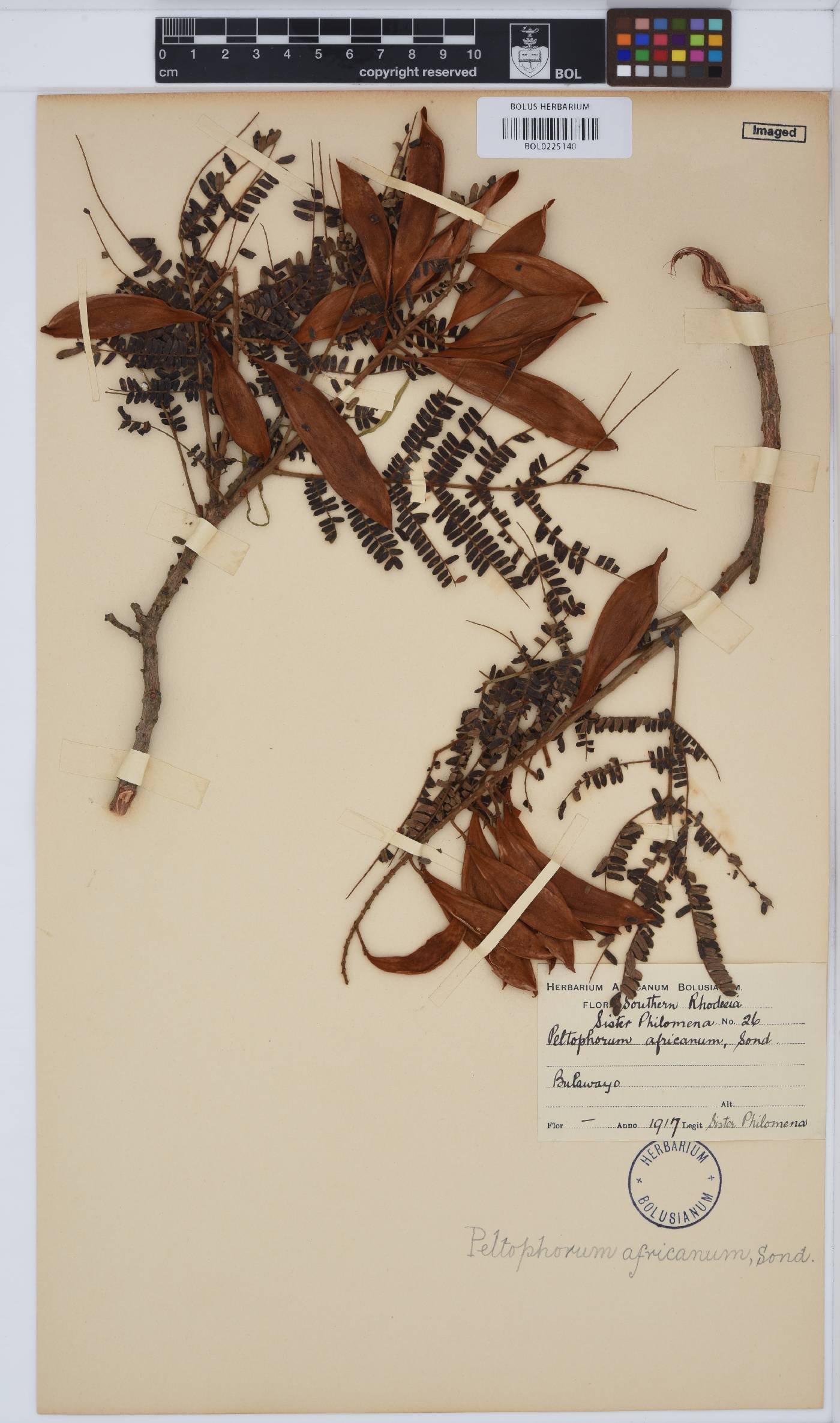 Peltophorum africanum image