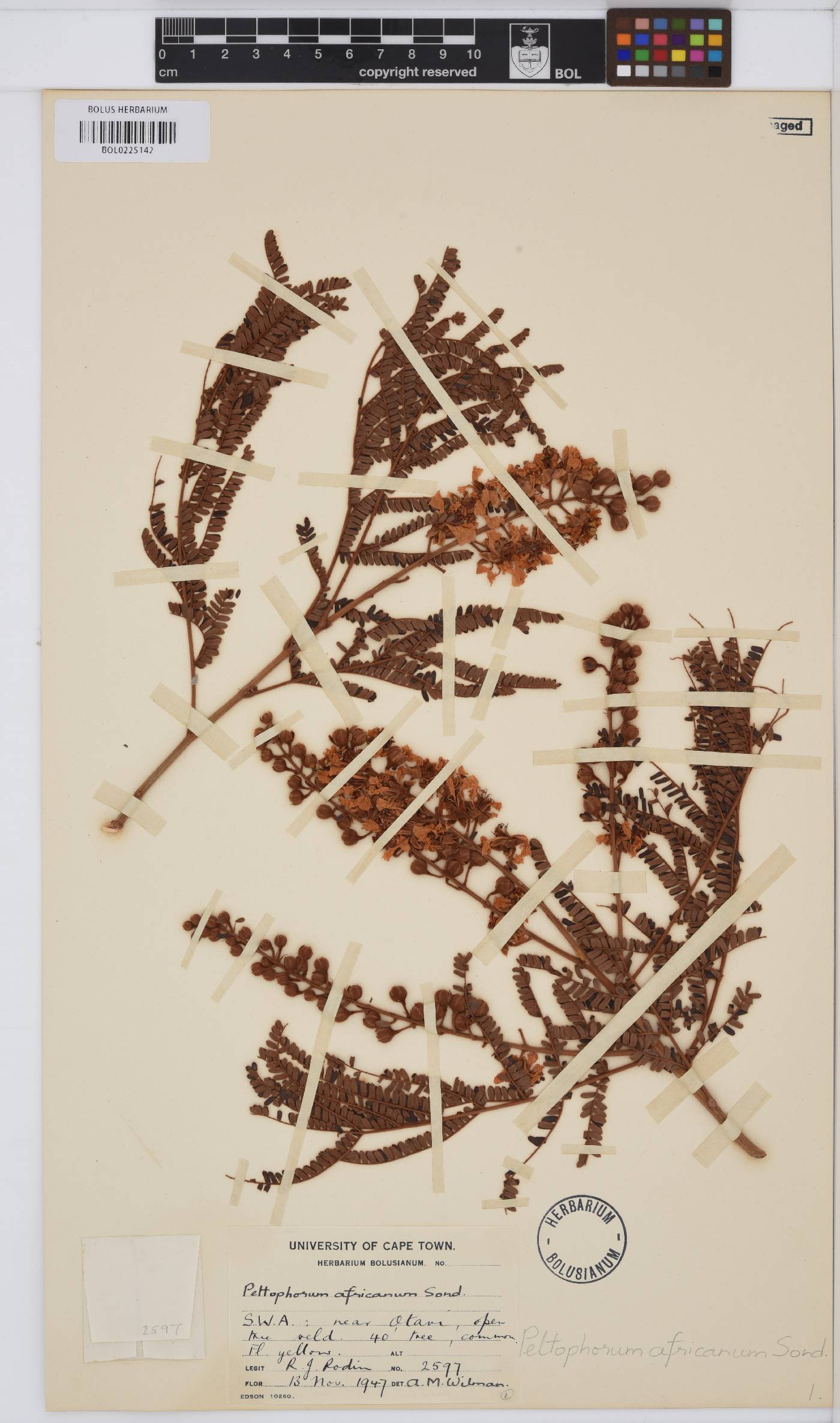 Peltophorum africanum image