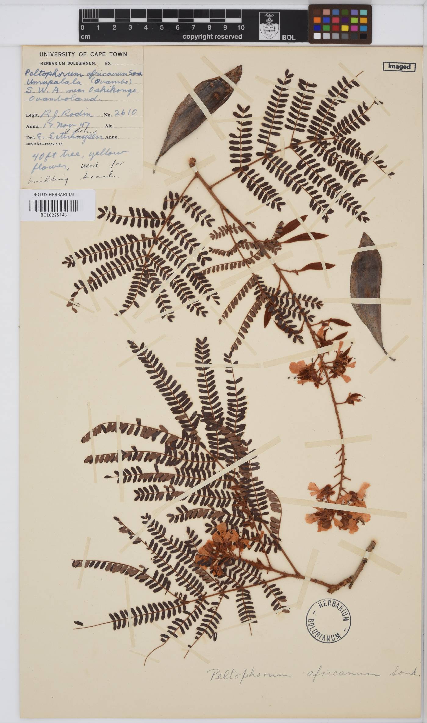 Peltophorum africanum image