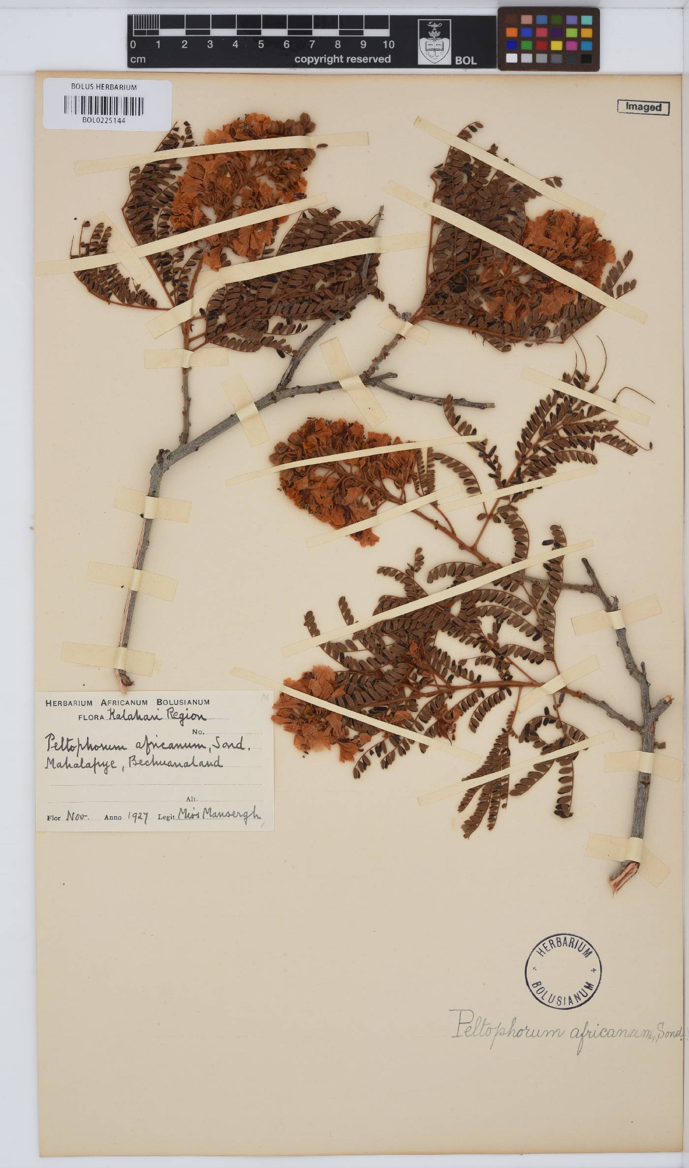 Peltophorum image