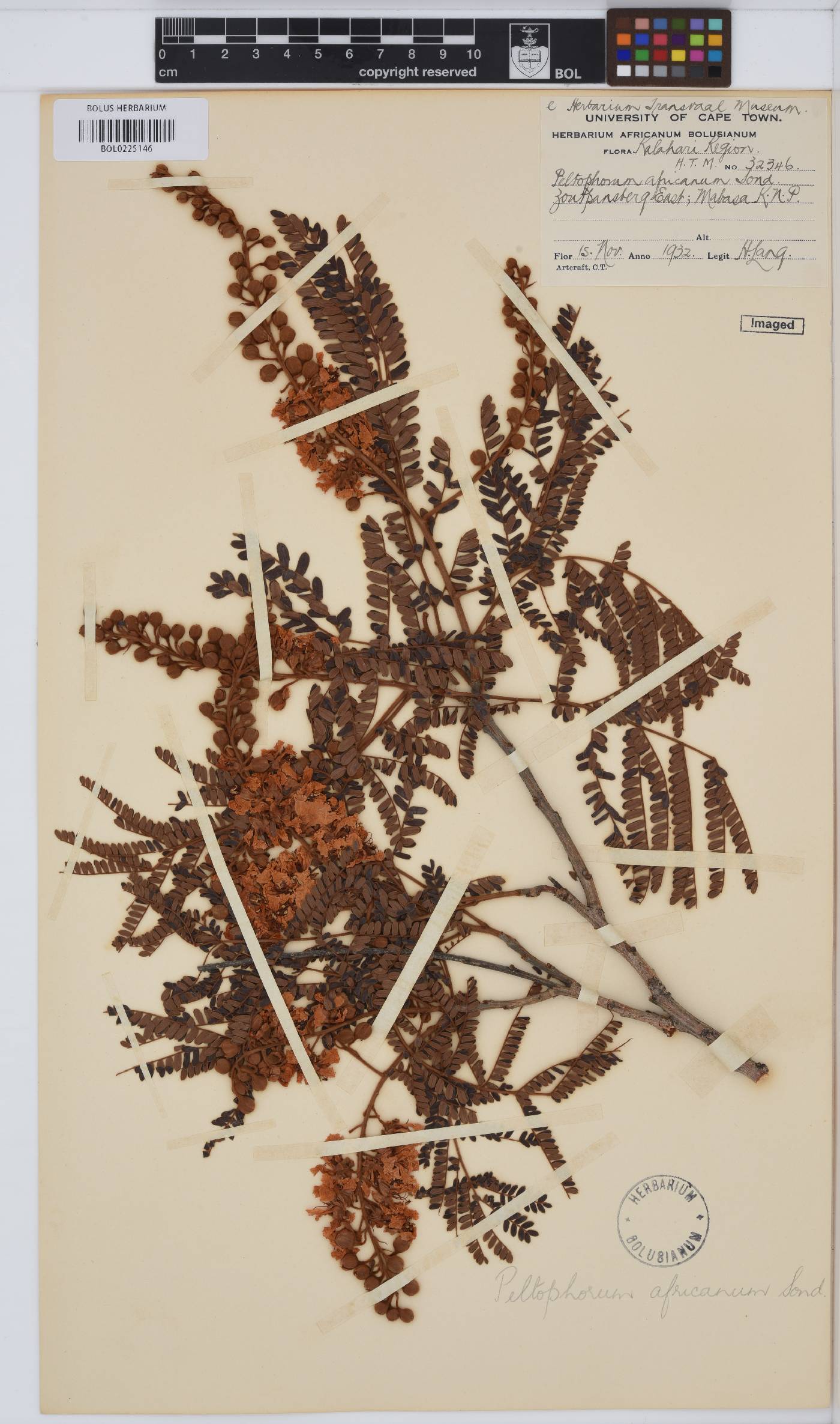 Peltophorum africanum image