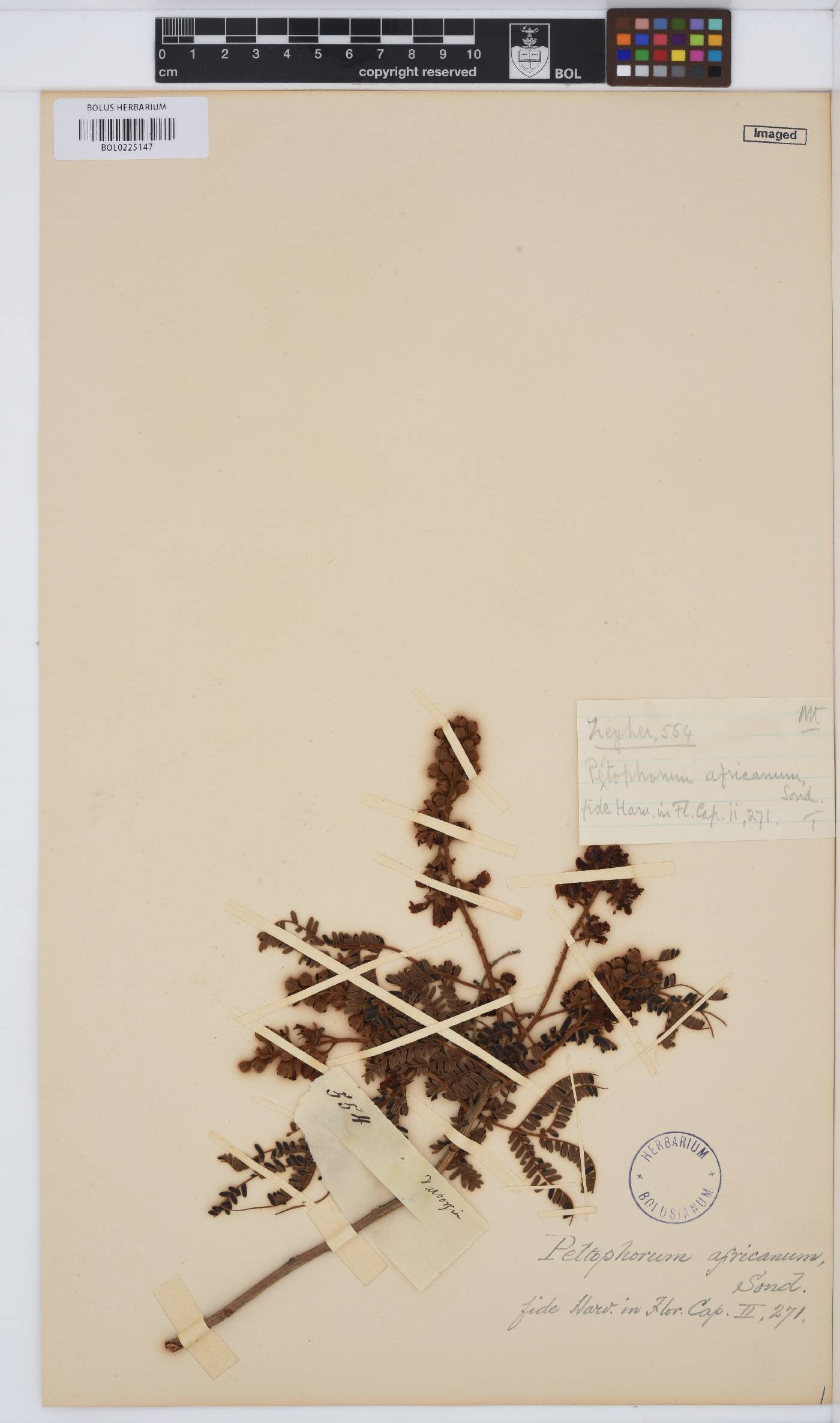 Peltophorum africanum image