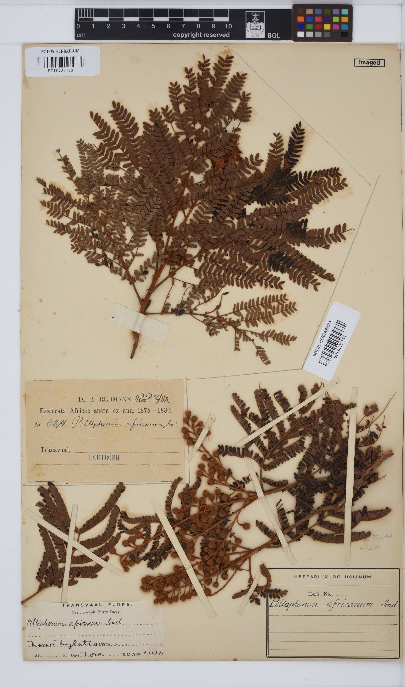 Peltophorum image